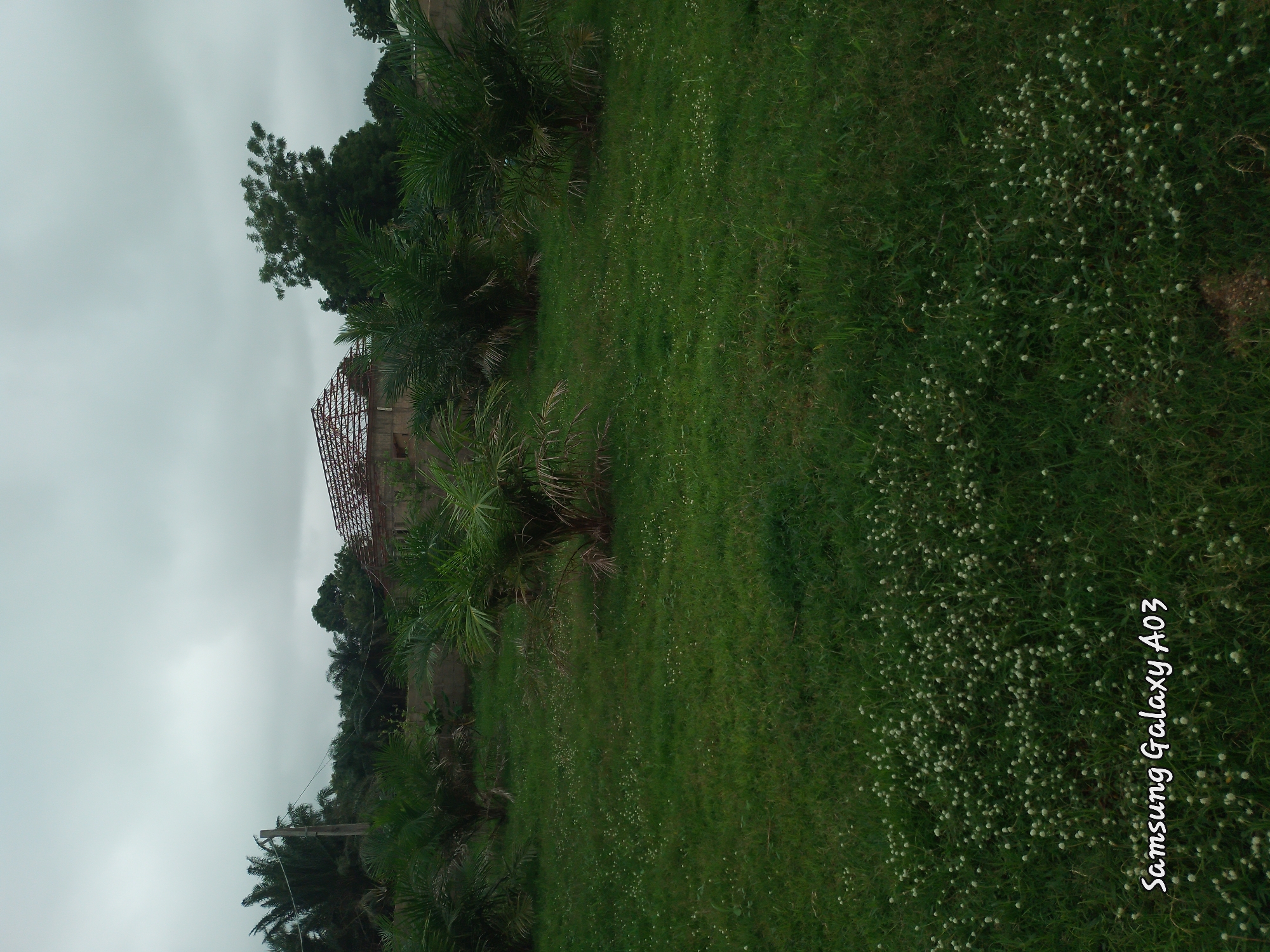 In Doka-Tofa, Nigeria, under an overcast sky, a partially constructed building with a visible metal roof frame stands on a raised concrete foundation. In the foreground, a lush green lawn is dotted with small white wildflowers and several palm trees of varying sizes. The overall scene suggests a rural or semi-rural setting.