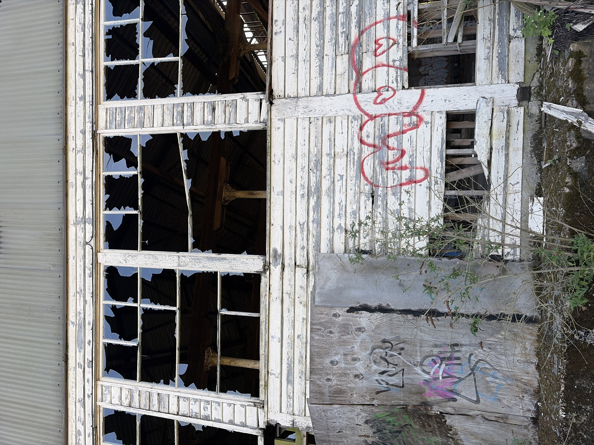 The image shows a dilapidated building exterior in Mid Suffolk, United Kingdom. A section of corrugated metal siding is visible on the left, adjacent to a window frame with multiple broken glass panes. The window frame is painted white, with peeling paint. To the right, the building's facade consists of weathered wood planks, also painted white with peeling paint. Red graffiti is visible on these planks. Below, a section of plywood covers a damaged area, and graffiti is visible on the plywood. Vegetation, including small plants and tree branches, grows near the building, some obscuring parts of the structure. Moss is also visible, particularly on the right side of the image. The roof structure is visible through the broken windows.
