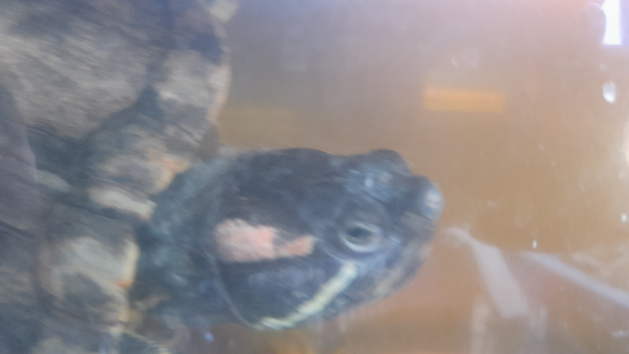 A close-up, blurry, underwater shot of a turtle's head. The turtle is dark in color with a patch of lighter skin on its head. It appears to be in an aquarium or natural body of water, as indicated by the blurred background and light refraction. The image is grainy and lacks sharp detail, making it difficult to ascertain specific environmental features. There is no discernible information to suggest a location in Pekalongan, Indonesia.