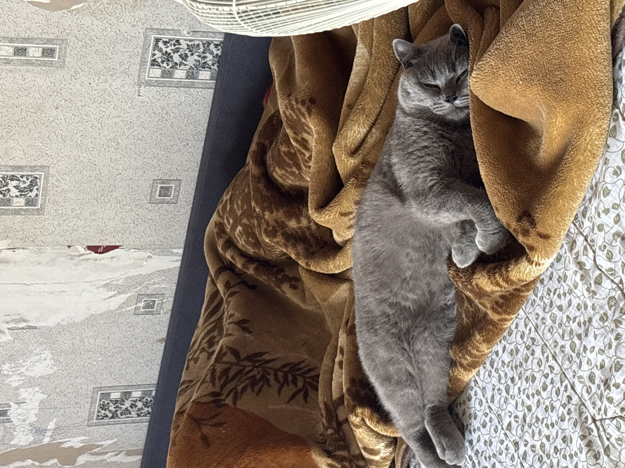 A gray cat is sleeping on a brown blanket. The blanket is draped over a mattress with a white, patterned sheet. The background shows a wall with peeling wallpaper. The scene appears to be indoors, likely in a residential setting. No specific location in the city of Фоки, Russia can be determined from the image.