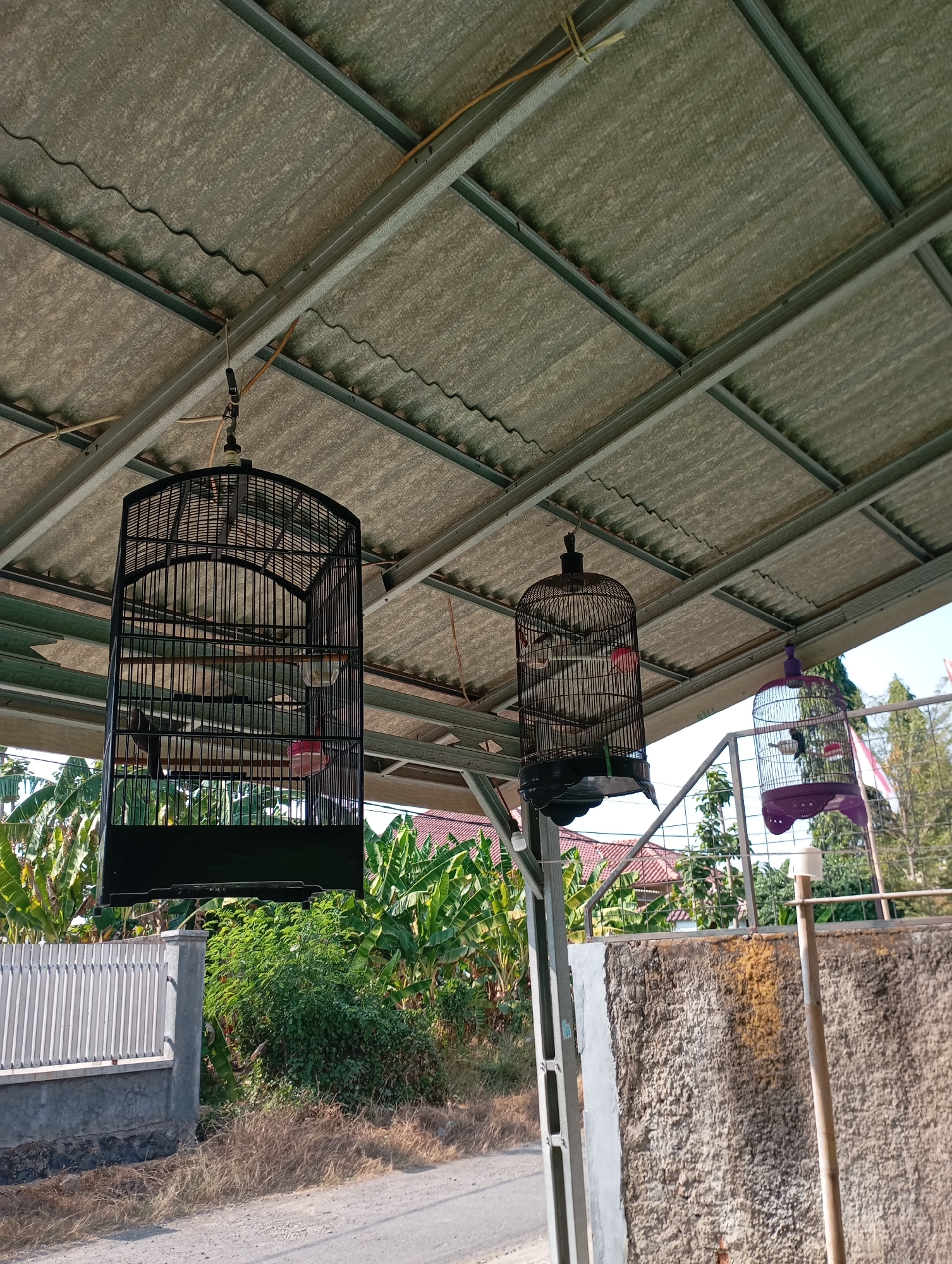 The image shows three bird cages hanging from a corrugated metal roof supported by metal beams. Two of the cages are black, and one is purple. The black cages are larger and appear to contain birds. The purple cage is smaller and also appears to contain a bird. In the background, there are banana trees, houses with red roofs, and a grey concrete wall. The ground in front of the wall is a dirt road with dry grass. The scene appears to be in a residential area in Kecamatan Haurgeulis, Indonesia, likely an outdoor space such as a yard or patio.