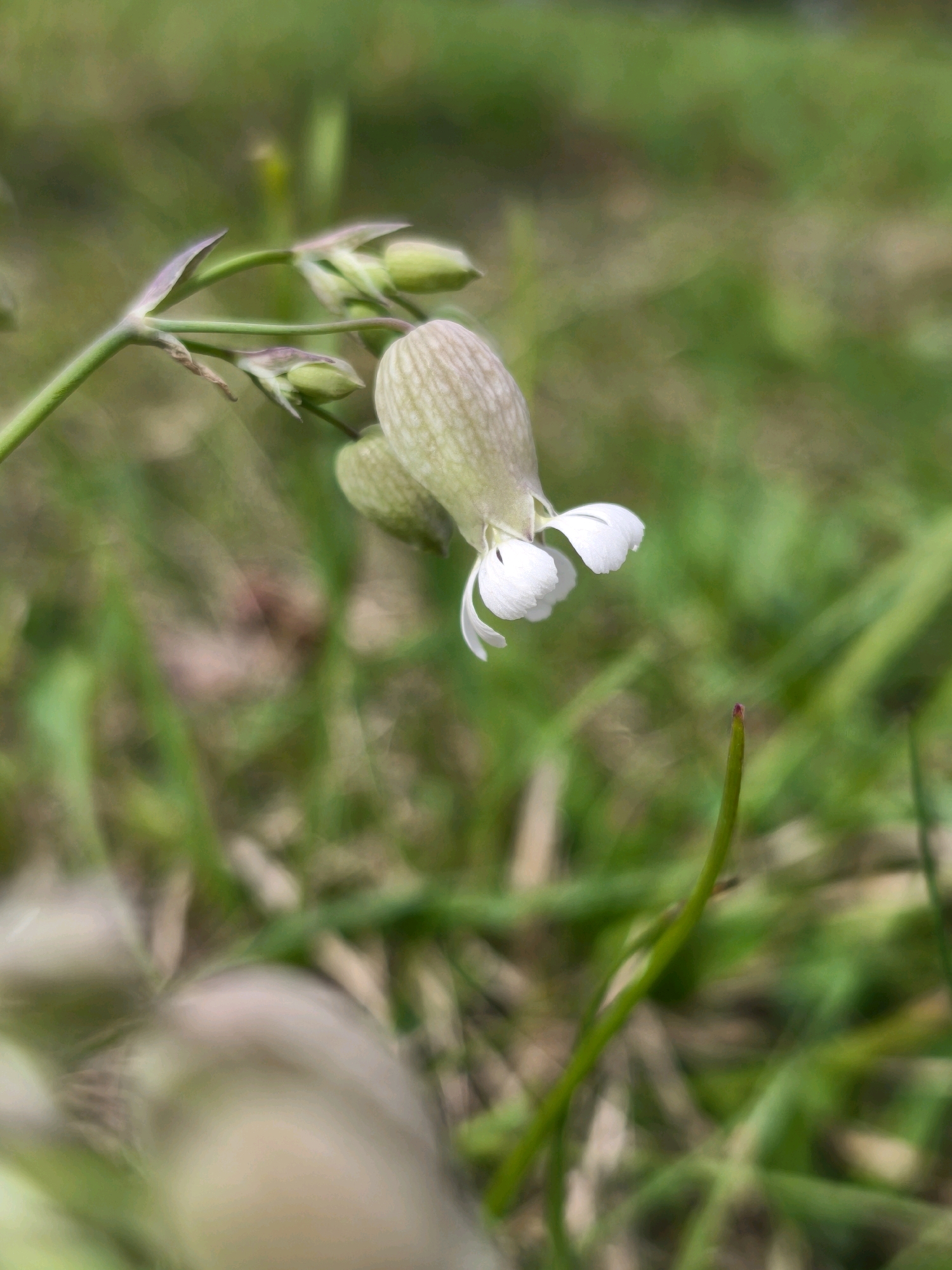 The image is a close-up, vertical, outdoor photograph of a small, delicate white flower with five petals, each petal appearing to be split into two lobes. The flower is attached to a thin green stem with several small, unopened green buds also visible. The flower is in focus and appears to be hanging downwards. The background is blurred and consists of green grass and some brown earth, suggesting a natural setting like a park or garden. The lighting appears to be natural daylight, creating soft shadows. There are no people or animals visible in the image. The location is identified as Mahilyow, Belarus, which is a city known for its parks and green spaces.