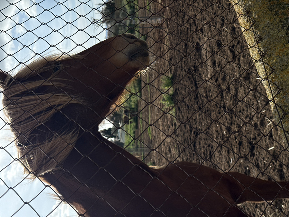 The scene captures a brown horse viewed from its head and upper neck, positioned behind a dark wire mesh fence. This location is identified as Palma de Mallorca, Spain. The horse faces right in profile, displaying a light brown mane and illuminated whiskers on its muzzle due to backlight. The fence, in the foreground, is anchored to a concrete or stone base exhibiting yellowish-green lichen growth. Beyond the fence, a paddock of disturbed brown earth with sparse green vegetation extends into the midground. The background reveals distant trees and faint structures under a partly cloudy blue sky. No individuals or specific actions beyond the horse standing are discernible.