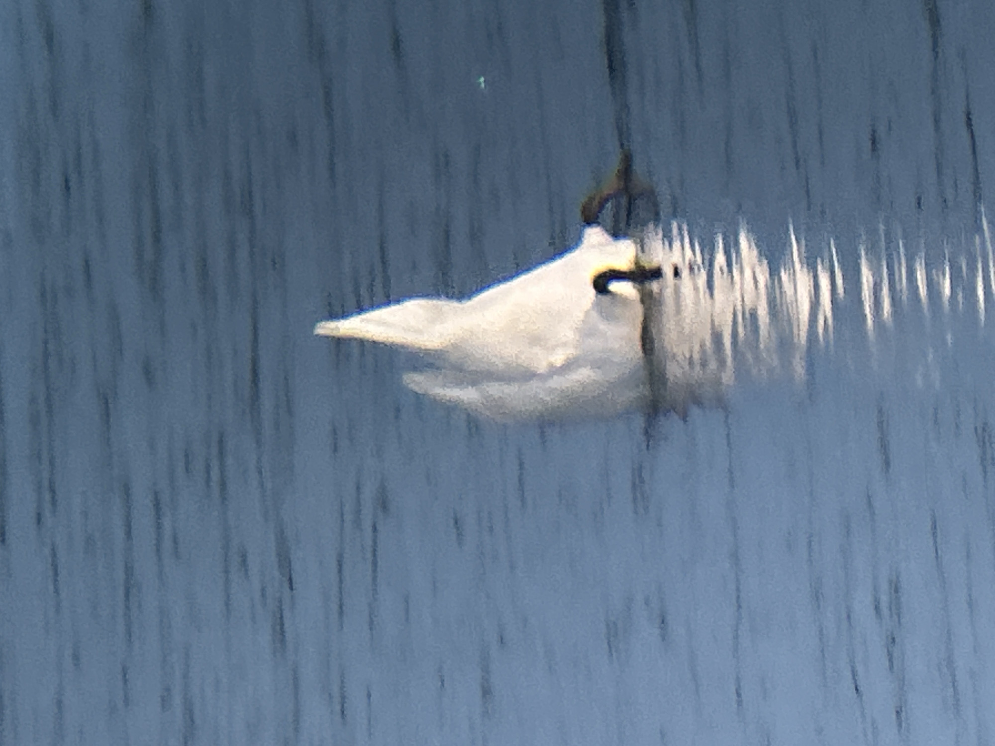 A white swan is partially submerged in blue water, with its head and neck underwater, likely foraging. Its tail feathers are fanned out above the water's surface, and the water reflects sunlight. The image does not provide any information to determine its location in Tallinn, Estonia.
