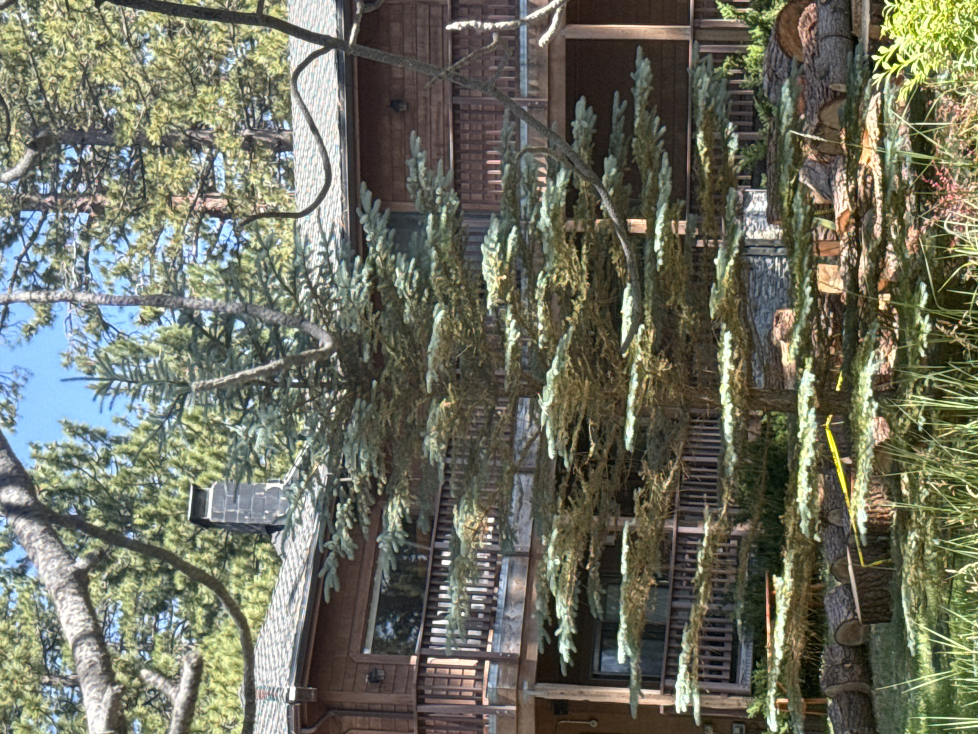 The image shows a multi-story wooden house with a dark gray roof and multiple balconies. In front of the house is a large evergreen tree with blue-green foliage. In the foreground, several logs are stacked on the grass, with yellow caution tape tied around some of them. The background consists of more evergreen trees and a clear blue sky. The scene appears to be located in a wooded area, likely a residential setting.