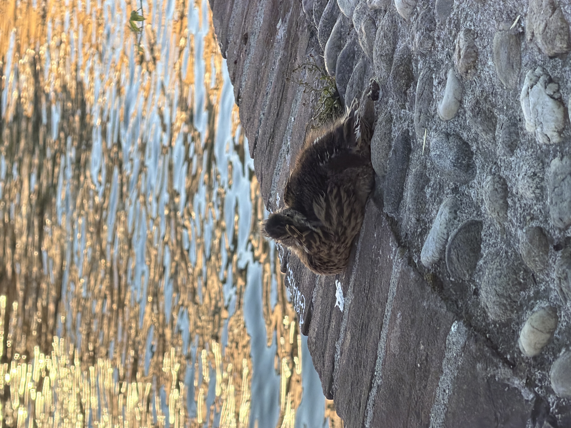 A bird sits nestled in the side of a wall in Milan, Italy. The wall is made of a dark, textured material with embedded stones. Adjacent to the wall is what appears to be a body of water reflecting sunlight, creating a blurred, golden pattern. The bird is small, with brown and black feathers, and appears to be stationary.