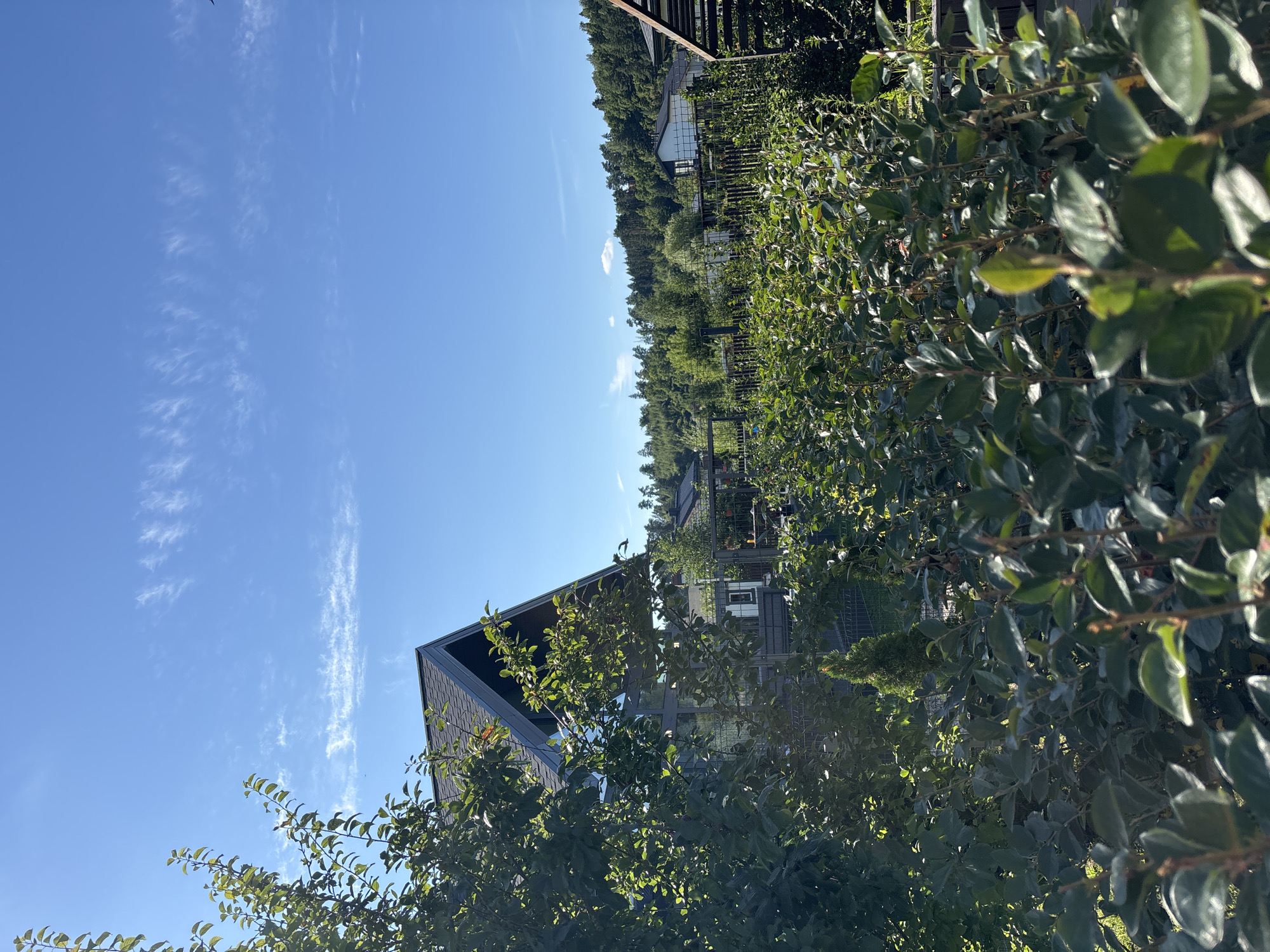 The image depicts a residential area on a sunny day in Zvenigorod, Russia. In the foreground, lush green foliage, including bushes and branches of trees, partially obscures the view. To the left, a modern house with a dark, angled roof and large windows is visible, surrounded by trees. Beyond this house, several other residential buildings and structures can be seen nestled amongst a dense forest that covers rolling hills in the background. The sky is a clear blue with scattered white cirrus clouds. A dark metal fence runs through the scene, separating various garden areas. The overall impression is one of a tranquil, suburban environment.