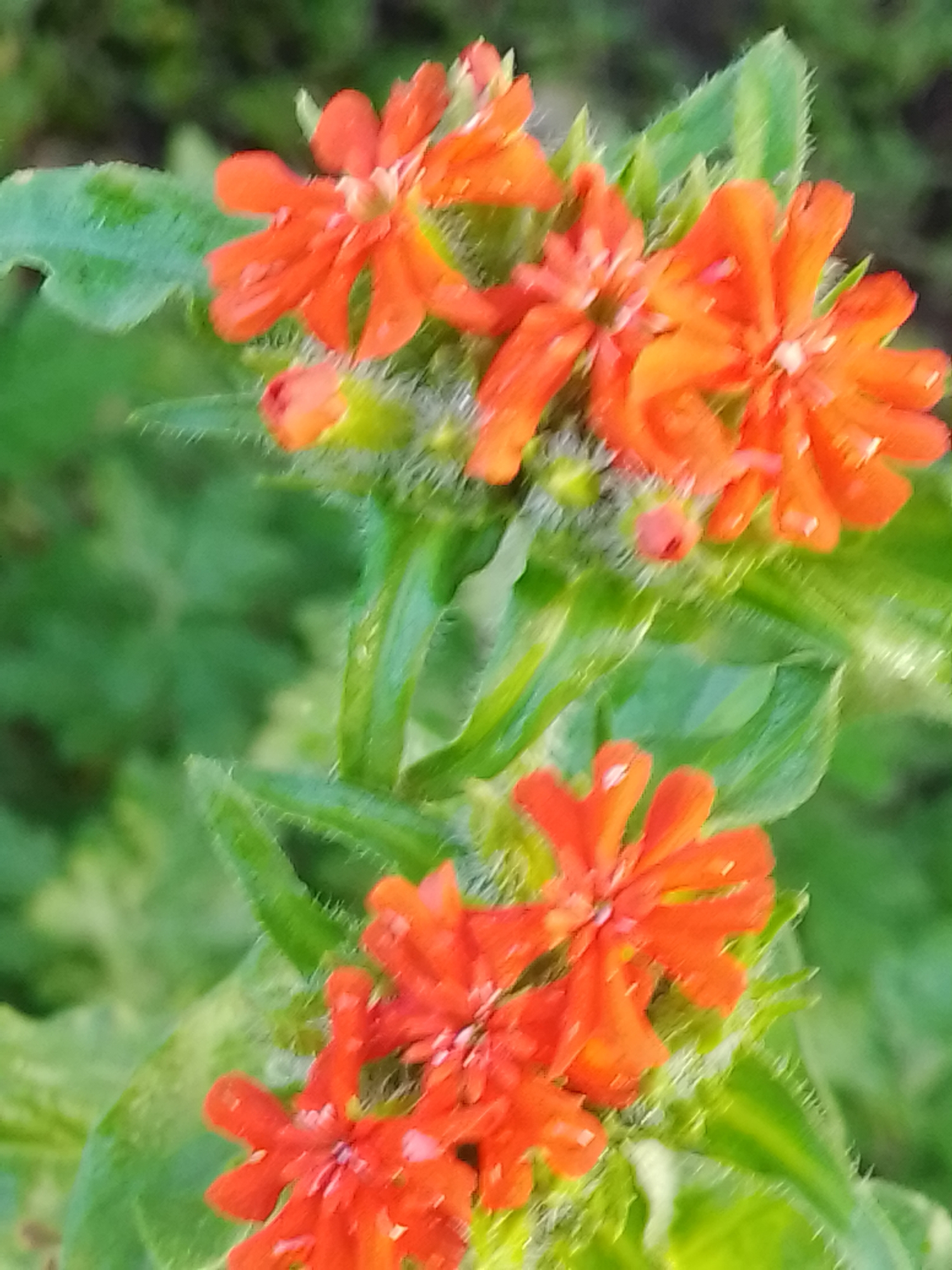 The image shows a close-up of several vibrant orange flowers with serrated petals, clustered on a green, slightly fuzzy stem. The background is a blurred expanse of green foliage. The flowers appear to be outdoors, possibly in a garden setting. There are no people or animals visible in the image. The overall impression is one of natural beauty, with the bright orange flowers standing out against the soft green backdrop. The photograph is likely taken in Ustyvytsia, Ukraine, given the context.