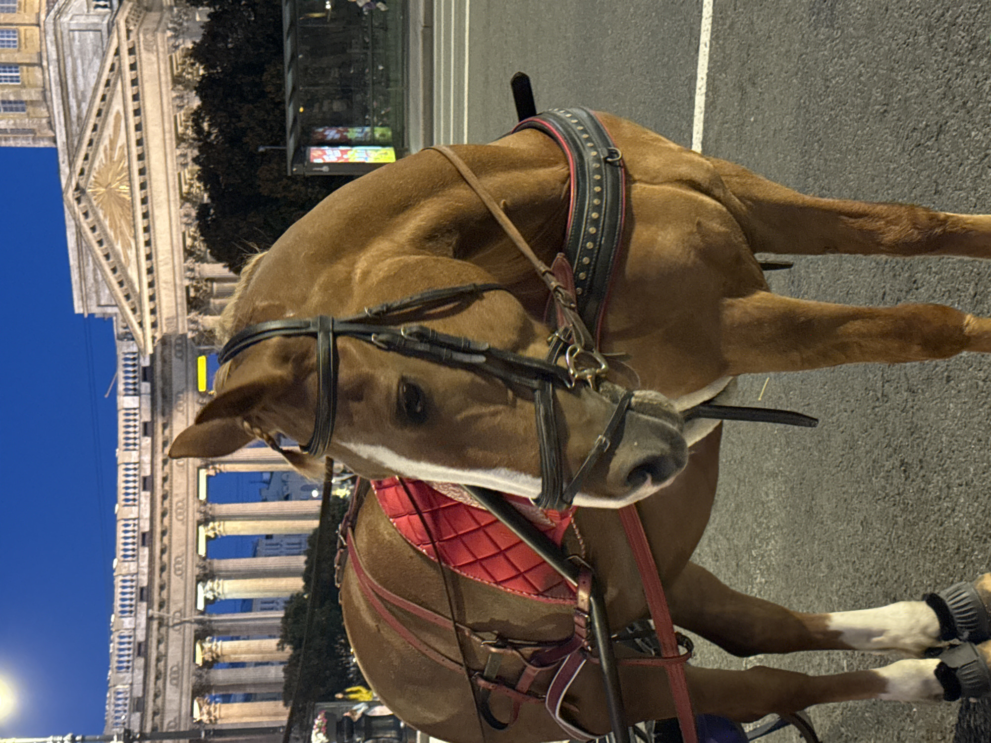 This image shows a brown horse wearing a bridle and harness, with a red saddle pad, standing on a street at night. In the background, the Kazan Cathedral, a prominent landmark in Saint Petersburg, Russia, is visible. The cathedral features a large colonnade and a dome. The sky is dark blue, indicating it is either dusk or night. There are streetlights and some blurry figures in the background, suggesting an urban environment. The horse is the primary subject, positioned in the foreground and slightly to the right of the frame. The scene appears to be a tourist area where horse-drawn carriages are likely offered.