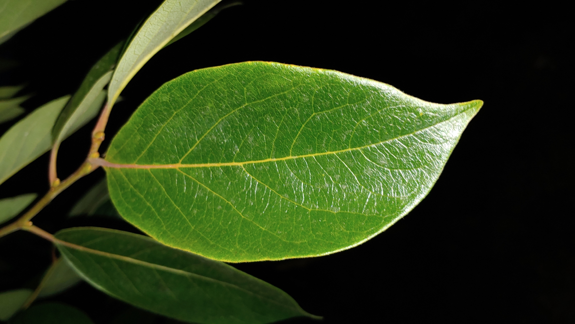 The image shows a close-up of a green leaf with prominent veins, hanging from a thin branch against a black background. The leaf is ovate with a pointed tip. Several other green leaves and parts of branches are visible in the background, out of focus. The lighting highlights the texture and sheen of the main leaf. There are no people or any signs of a specific location in Mukachevo, Ukraine, or any other city. The scene is purely a botanical detail.