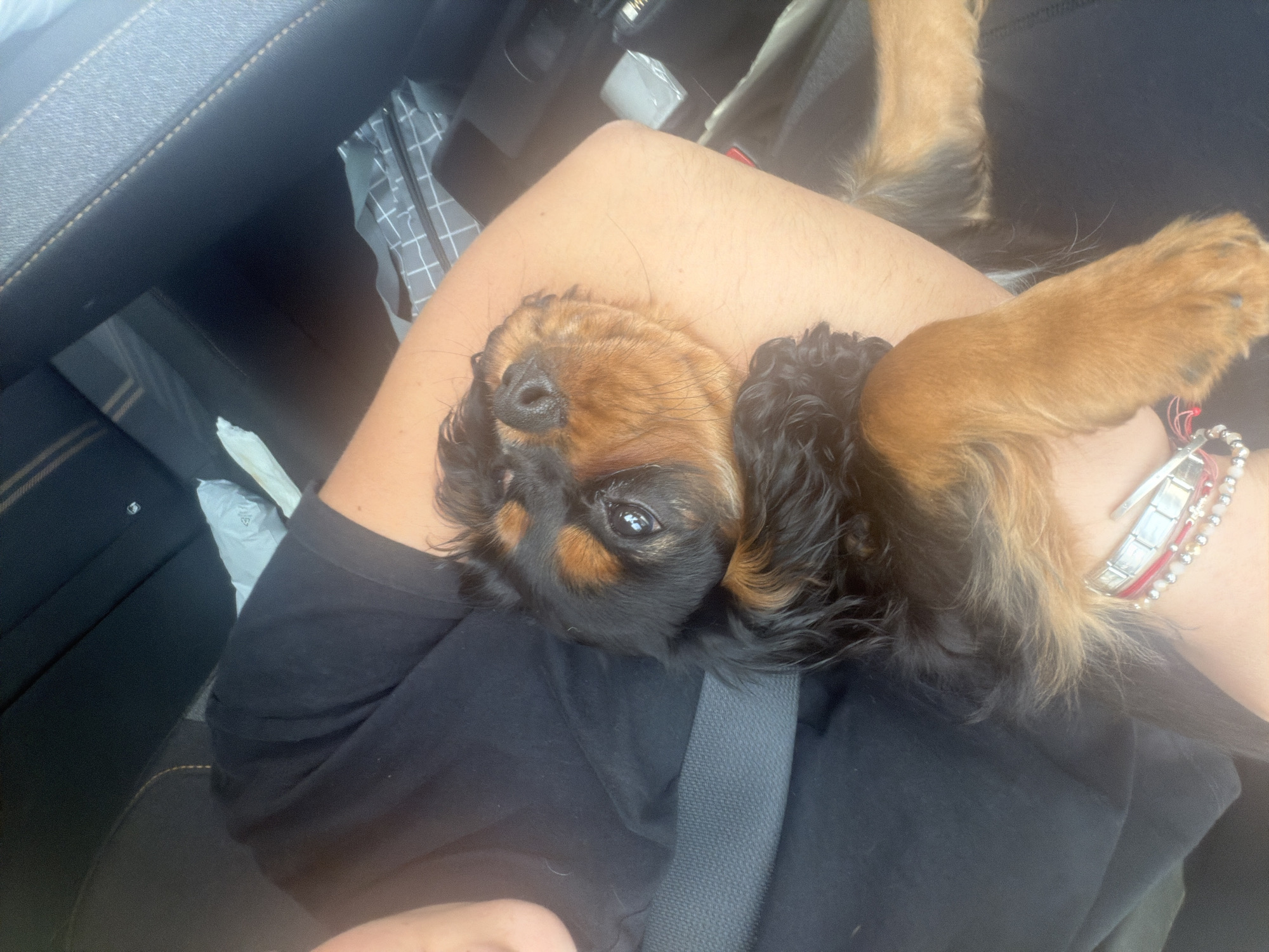 The image shows a brown and black puppy lying on a person's lap inside a vehicle. The person is wearing a black shirt and has a bracelet on their wrist. The car's interior is visible, including a seat belt and other car features. The location is not identifiable from the image.