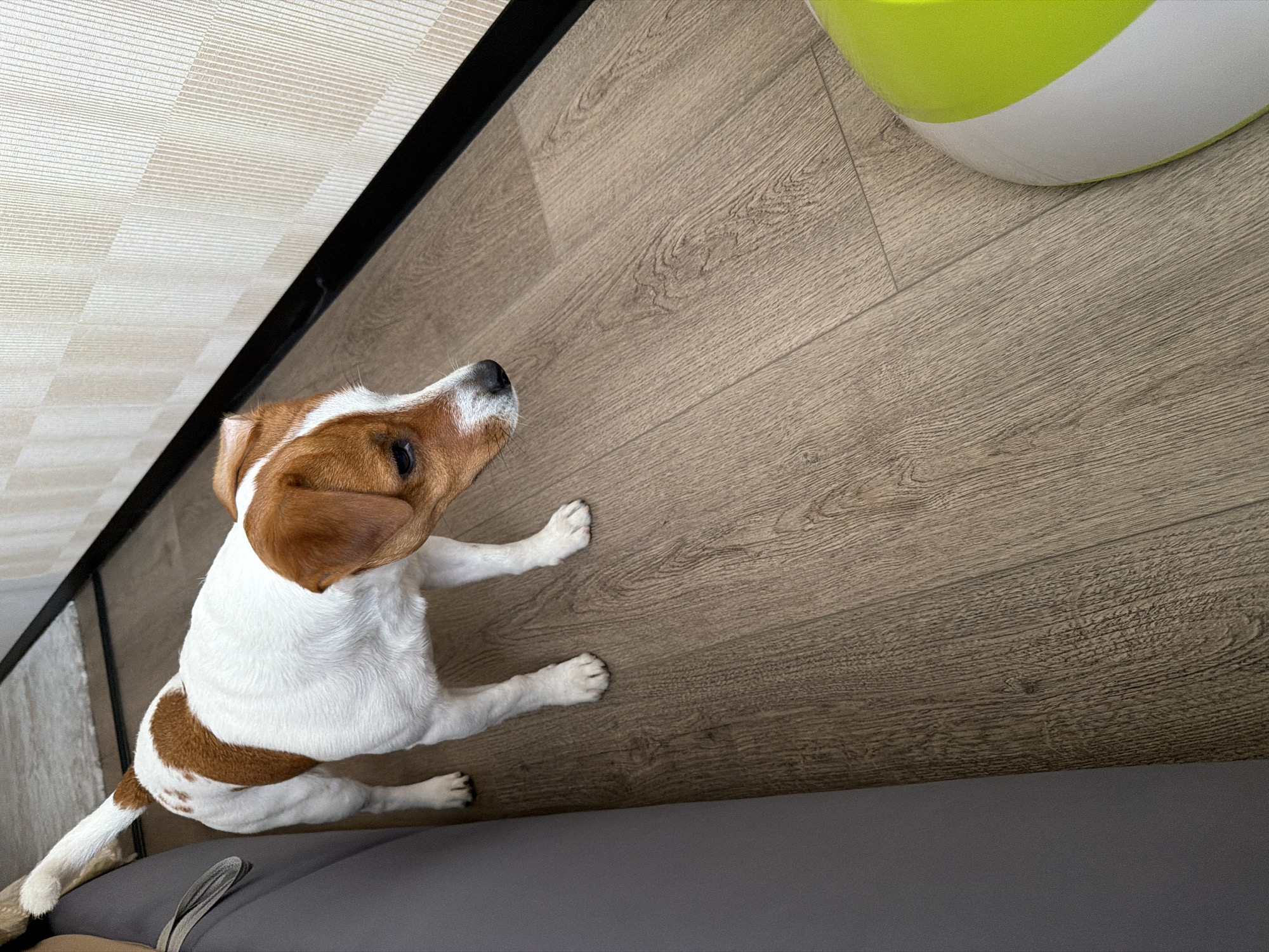 A small, white and tan Jack Russell Terrier stands on a wooden floor, facing right. The dog has brown markings on its head and a patch on its back. The floorboards are light brown with visible grain. To the left of the dog, a dark gray sofa is partially visible. To the right, a portion of a bright green and white bowl or object is in the foreground. In the background, a wall with a vertical striped pattern in cream and beige colors is visible, with a thin black line along its base. The scene appears to be indoors, possibly in a residential setting. There is no indication of the location being Moscow, Russia.