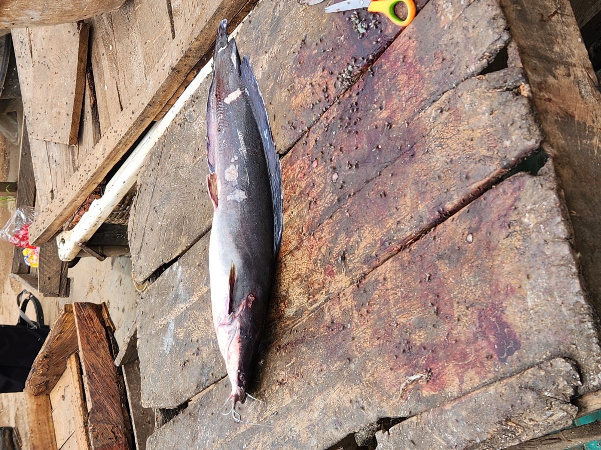 The image depicts a fish, possibly a catfish, lying on a weathered wooden surface. The fish is gray and white, with visible whiskers near its head. Next to the fish is a pair of scissors with orange handles. The wooden surface appears to be a cutting board or work table, stained with spots that might be blood or other residue. The surrounding environment suggests an outdoor or market setting with wooden planks and various objects visible in the background. The city and specific location are unknown.