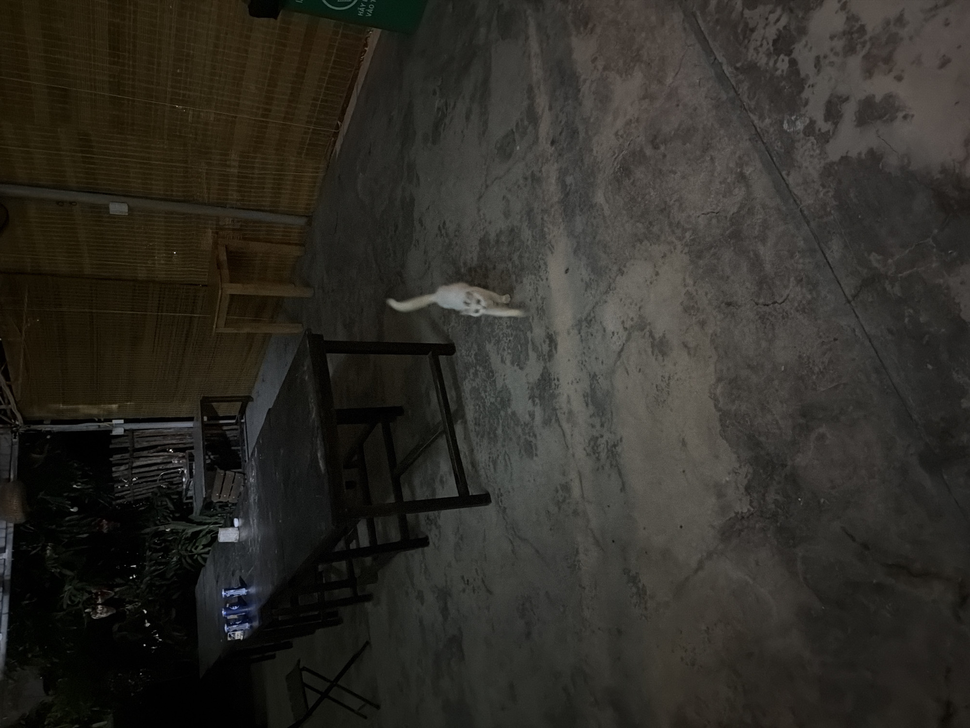 The image depicts an outdoor dining or gathering area at night, likely a restaurant or a similar establishment, in Bac Nha Trang Ward, Vietnam. In the foreground, a white cat is walking across a concrete floor. The floor appears worn and stained. To the left, a long, dark rectangular table is set with several chairs and what appear to be beer cans and a white object, possibly a candle or a small container. Further back, another table and chairs are visible. The background features a bamboo screen wall and dense foliage with some lights. A green trash receptacle is visible on the far right. The scene is dimly lit, suggesting it is nighttime.