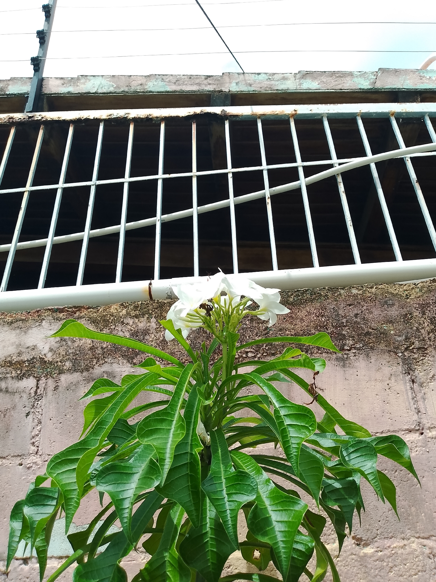 The image captures a close-up view of a flowering plant with vibrant green leaves, set against a textured, weathered wall. Above the plant, a metal grate with horizontal and vertical bars spans the frame, suggesting it might be a window or balcony railing. In the background, an electrical pole with insulators is visible, with wires extending across the sky. The overall scene appears to be an outdoor setting, possibly a residential area in Santa Ana, Venezuela. The focus is on the natural elements, with the architectural and infrastructure features providing context.