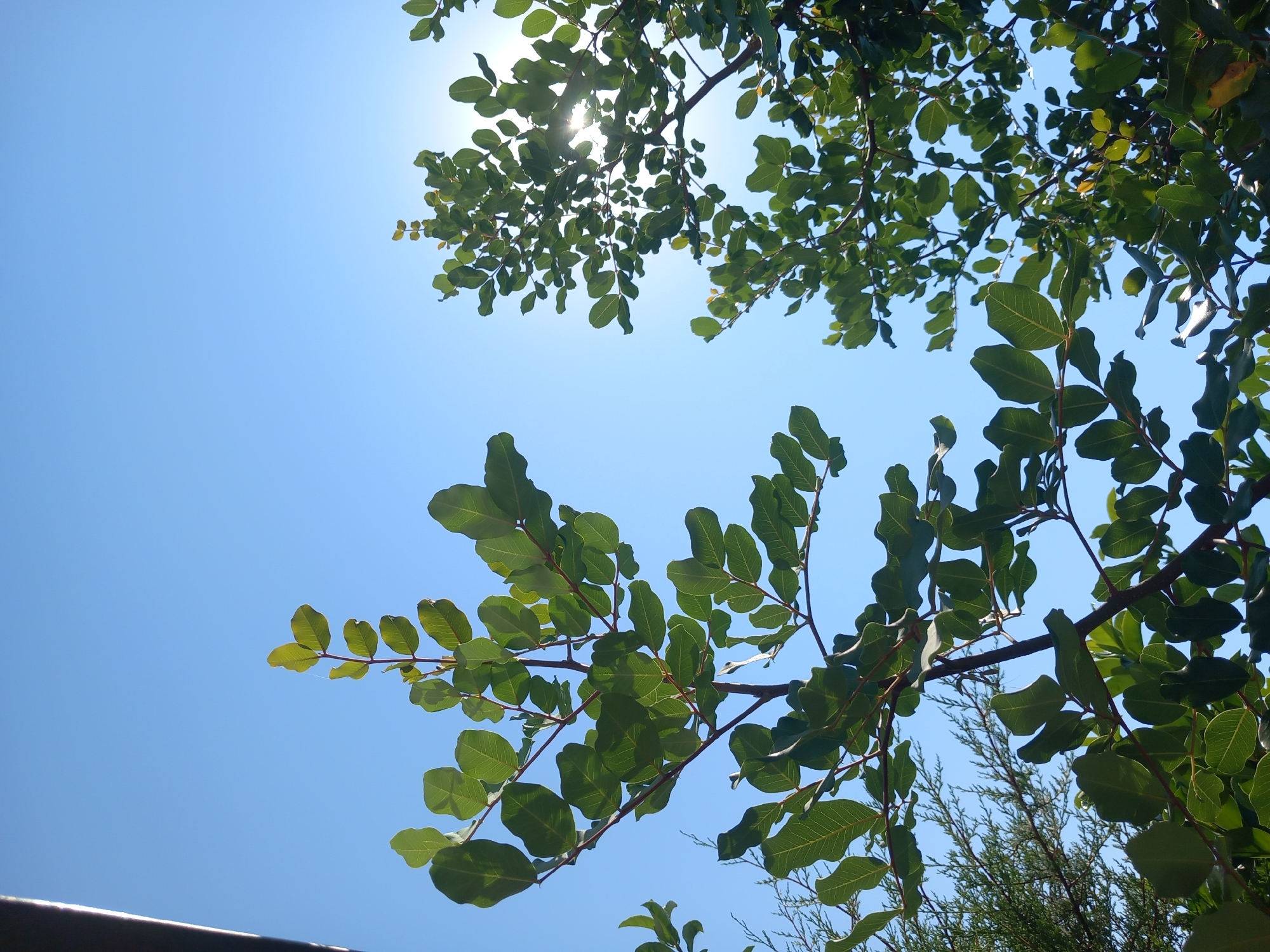 In a low-angle, vertical shot, the bright blue sky forms the backdrop for the leaves and branches of several trees. The sun peeks through the foliage on the right side of the frame, creating lens flare. On the left, a dark, vertical object, possibly a building edge or railing, is partially visible. To the lower left, evergreen foliage from another tree is also in view. The leaves are a vibrant green, with some showing the veins from the light passing through them.