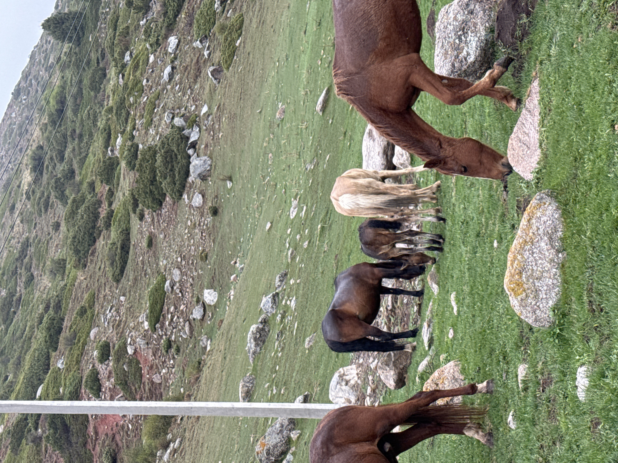 This image captures a serene, natural scene in the mountainous region of Jeti-Ögüz, Kyrgyzstan. The main subjects are a small herd of horses grazing on a lush, green hillside.
At least five horses are visible, exhibiting various shades of brown. One large brown horse is prominently featured in the upper right, its head bent down to graze on the grass near a large, moss-covered boulder. Another lighter-colored, almost cream-colored horse is seen grazing behind it. Further down, two dark brown or blackish horses and parts of another brown horse are also engaged in grazing. The horses appear calm and are focused on eating.
The setting is a verdant hillside, carpeted with rich green grass and dotted with numerous large and small grey boulders, some showing patches of moss. The terrain slopes upwards from right to left. In the background, the hillside becomes steeper, covered with a mix of sparse green bushes, shrubs, and exposed reddish-brown soil. A few utility poles with power lines are visible stretching across the upper left portion of the image, indicating some human infrastructure amidst the natural landscape.
The time of day appears to be daytime, likely under an overcast sky, as the lighting is soft and diffused with no harsh shadows. There are no people or discernible text visible in the image. The overall impression is one of peaceful rural life and wild grazing animals in a rugged, beautiful natural environment.