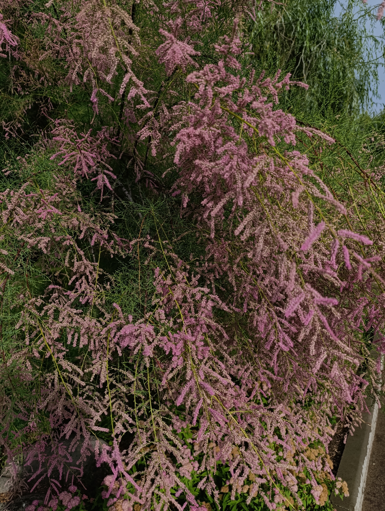 The image is a close-up, eye-level shot of a dense shrub covered in delicate pink flowers. The shrub has a wispy, feathery appearance with numerous thin branches laden with small blossoms. The flowers are a soft pink, with some appearing almost white due to the light. Interspersed among the pink blossoms are fine, green leaves. In the background, the foliage of another tree, possibly a willow, with long, drooping green branches is visible, along with a hint of a bright blue sky. The overall impression is one of abundant, natural growth. The image appears to be taken outdoors during daylight, possibly late morning or afternoon given the lighting. The curb visible at the bottom right corner suggests the shrub is located near a path, road, or garden edge. No people or specific activities are depicted. The setting is likely a garden or park in Novokuybyshevsk, Russia.