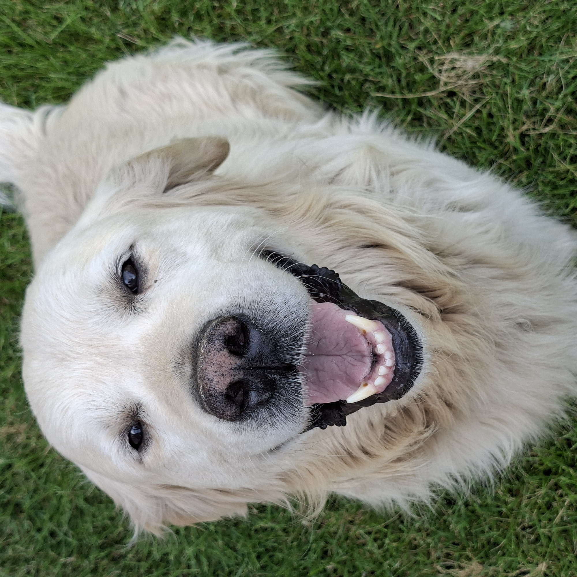 An eye-level, close-up shot shows the head and chest of a cream-colored Golden Retriever lying on a patch of green grass. The dog's mouth is open in a pant, revealing its pink tongue and white teeth. Its eyes are dark and alert, and its black nose is speckled with light spots. The background is a blurred expanse of green grass, with some dry blades scattered throughout. The image was taken outdoors on a clear day. This scene does not depict the city of Tuzdybastau, Kazakhstan.