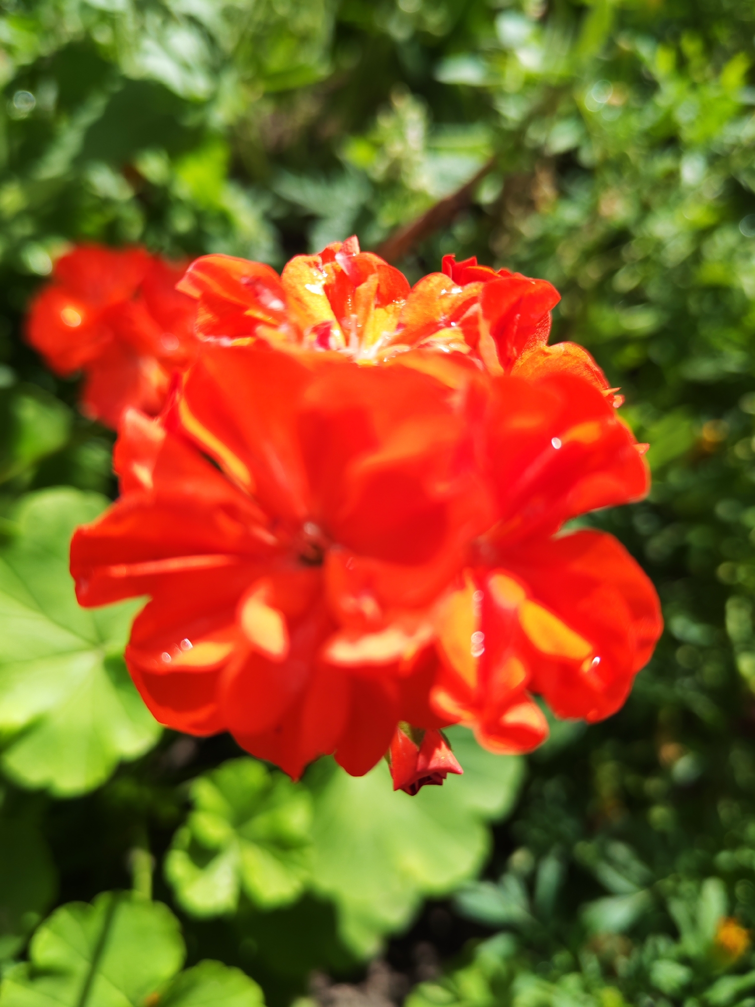 A close-up, shallow depth-of-field shot shows a cluster of bright red and orange flowers in a garden. The flowers are in focus, with visible dew drops on the petals. The background consists of blurred green foliage, suggesting an outdoor setting. The exact location within the city is unknown.
