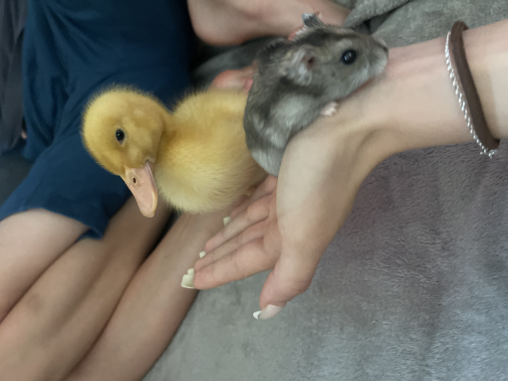 A person's hands are visible in the foreground, holding a baby duckling and a hamster. The duckling is yellow and fluffy, with a pink beak and a black eye. The hamster is gray and white, with dark eyes. The person's hands have manicured nails. In the background, a person's legs are visible, wearing blue clothing. The overall setting appears to be indoors, possibly on a couch or bed covered with a gray blanket.