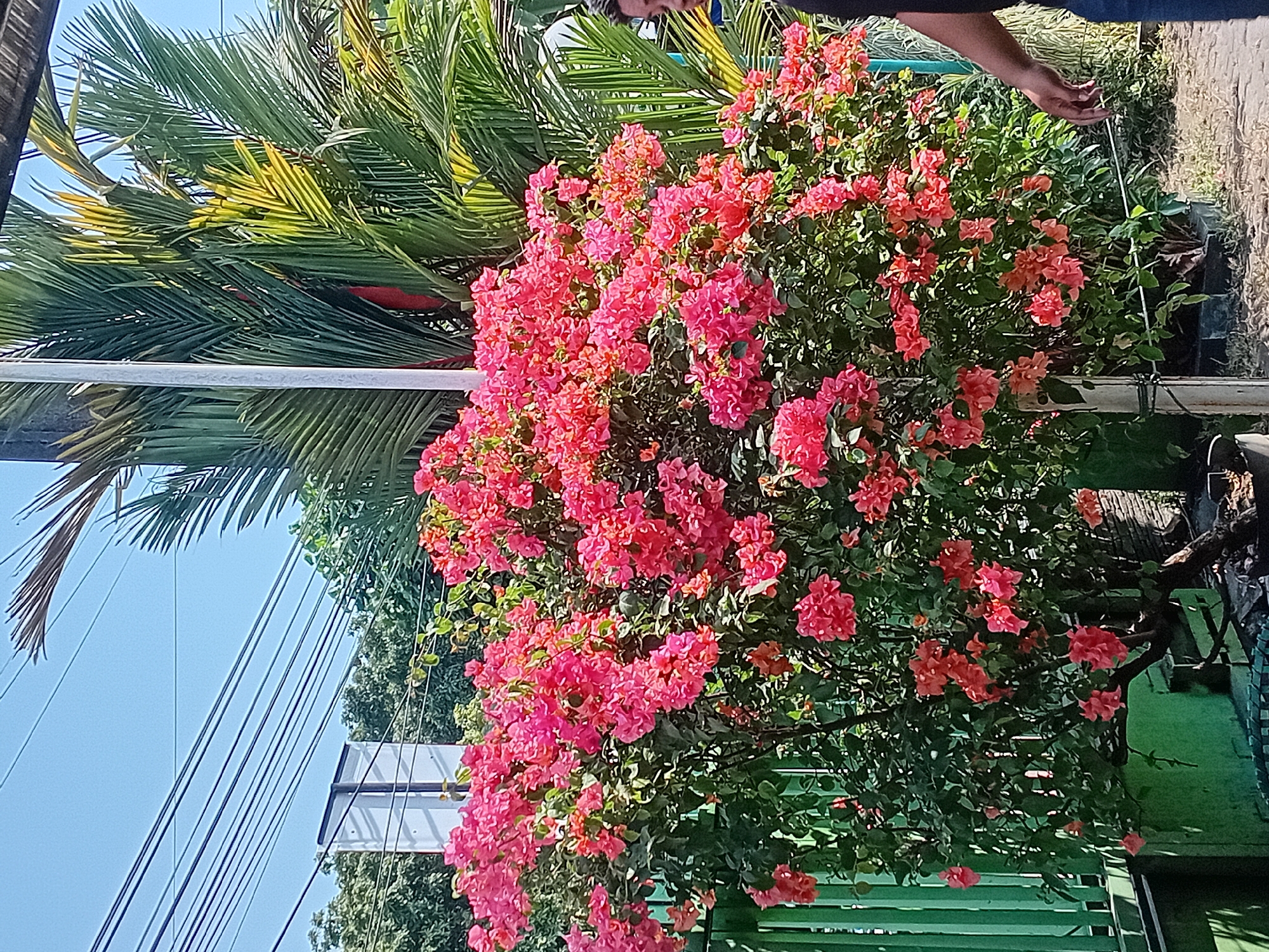 In a sunlit outdoor scene, a vibrant bougainvillea plant with abundant pink and coral flowers dominates the foreground. The plant is lush and full, with green foliage. Behind it, a tall palm tree with fronds extending towards the top of the frame is visible, along with overhead power lines and a utility pole. To the left, a green metal fence runs horizontally. On the right side of the image, a person's arm and shoulder are visible, suggesting they are walking past. The ground appears to be a mix of dirt and some scattered debris, with a paved area in the distance. The sky is clear and blue. This scene is consistent with an outdoor location in a tropical or subtropical urban environment, such as Nganguk, Indonesia, where such flora and infrastructure are common.