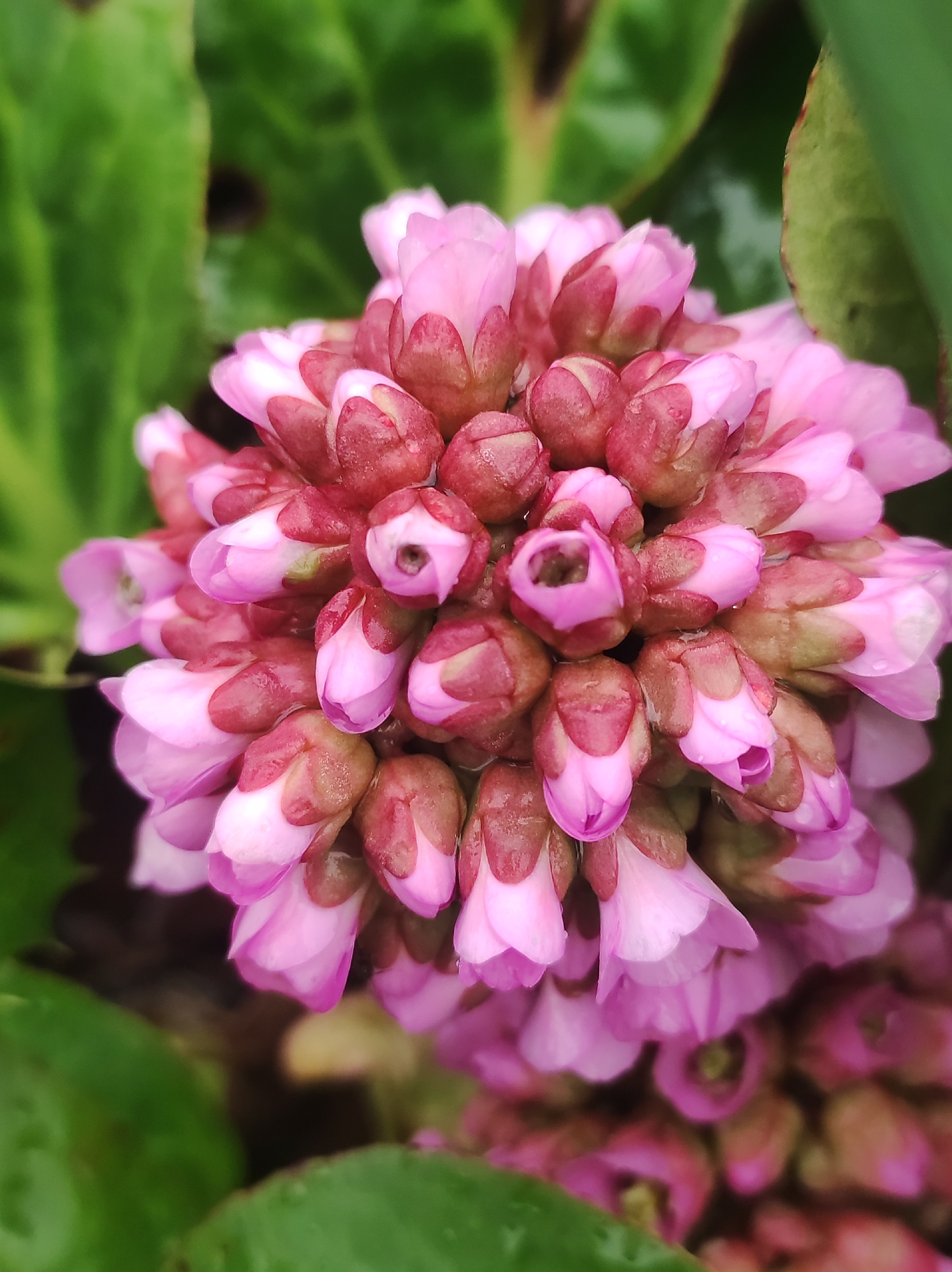 The image shows a close-up of a cluster of pink Bergenia crassifolia flower buds, with a few slightly open petals. The buds are tightly packed together, with a dark reddish-pink hue on the upper parts transitioning to a lighter pink towards the bottom. Green leaves are visible in the background, out of focus. The image suggests the flower is wet, possibly from dew or rain. There is no verifiable information to determine if the image was taken in Фоки, Russia.