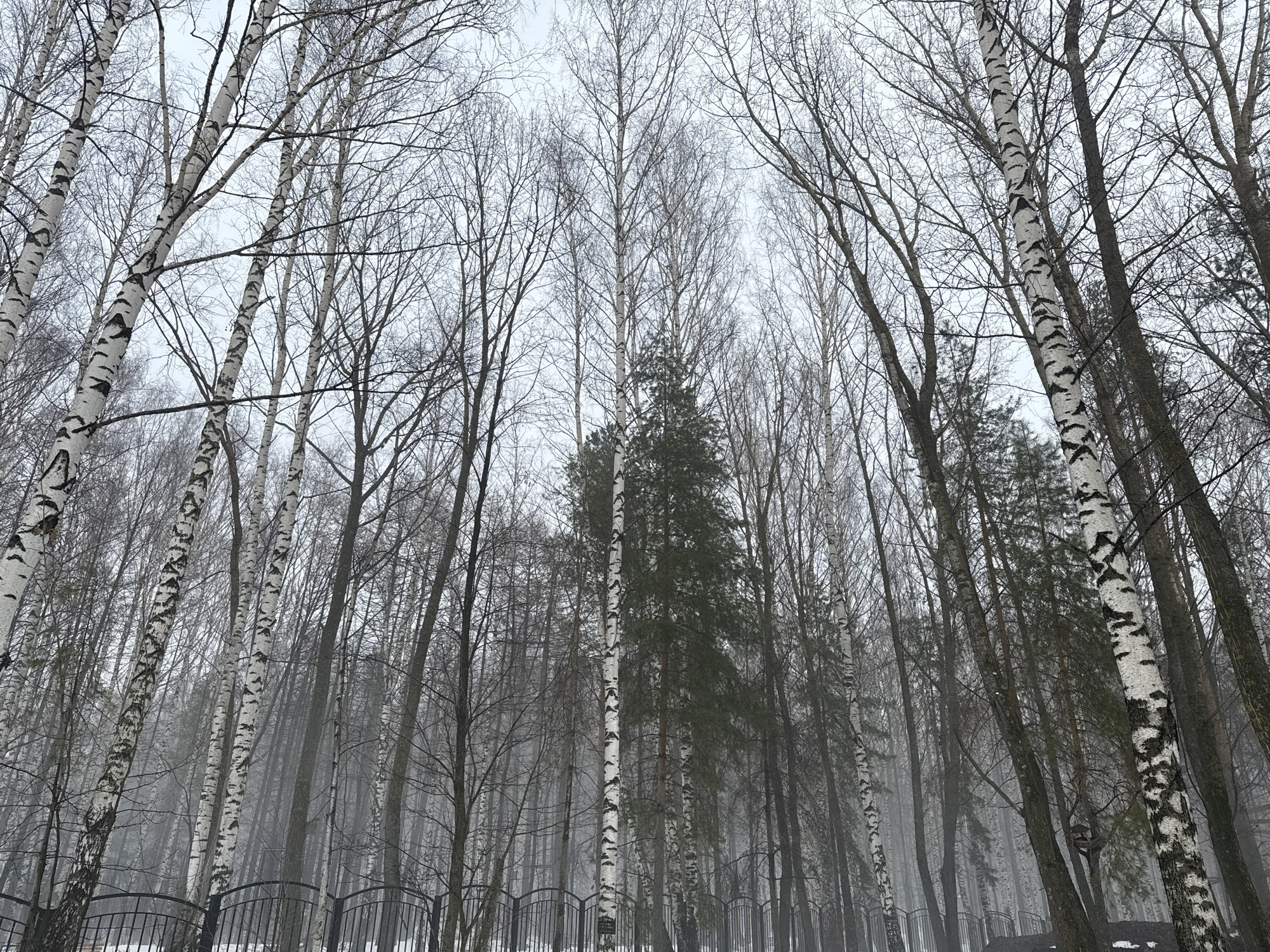 The image depicts a birch forest in Chaikovsky, Russia, under an overcast sky. The trees are predominantly bare, with only a few scattered evergreens visible. The perspective is from a low angle, looking upwards into the canopy. A dark, wrought-iron fence is visible in the foreground. The overall scene appears misty or foggy, creating a somewhat muted and somber atmosphere. There are no people visible in the image.
