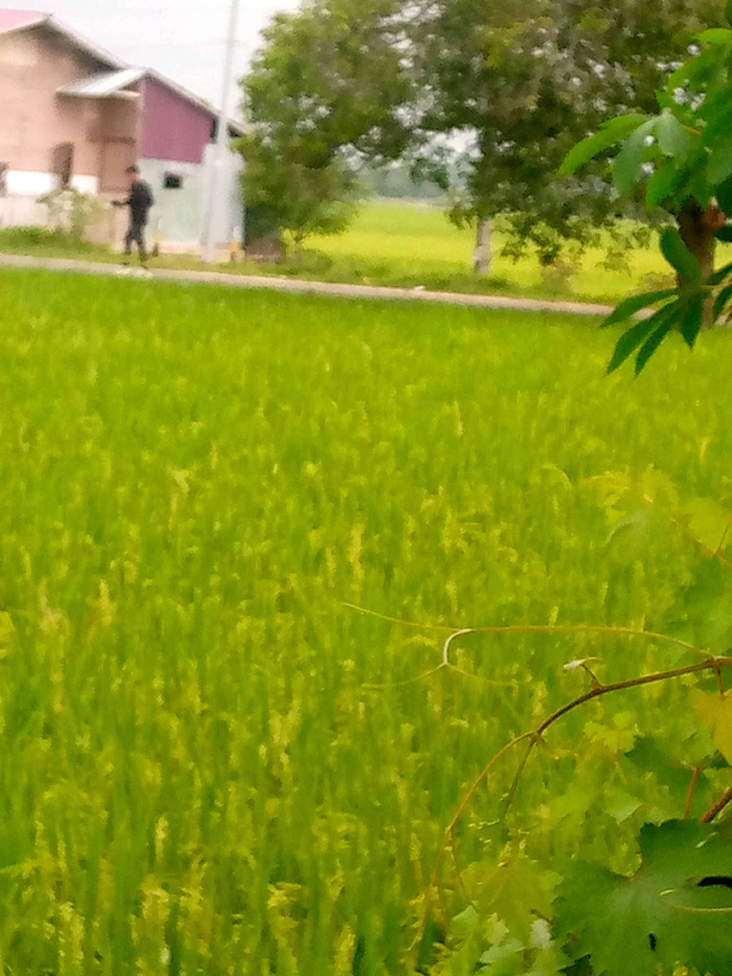 A blurry, vertical, medium-wide shot captures a paddy field in Kutaglumpang, Indonesia. The field, lush and vibrantly green, fills the majority of the frame. In the background, a person, dressed in dark clothing, walks near a building. The building appears to be light brown with a maroon roof and white trim. Trees with dense green foliage are visible behind the building. The sky is overcast and grey. In the foreground, the leaves of a plant, likely a vine with a branch, are visible, partially obscuring the paddy field. The overall impression is of a rural or semi-rural landscape.
