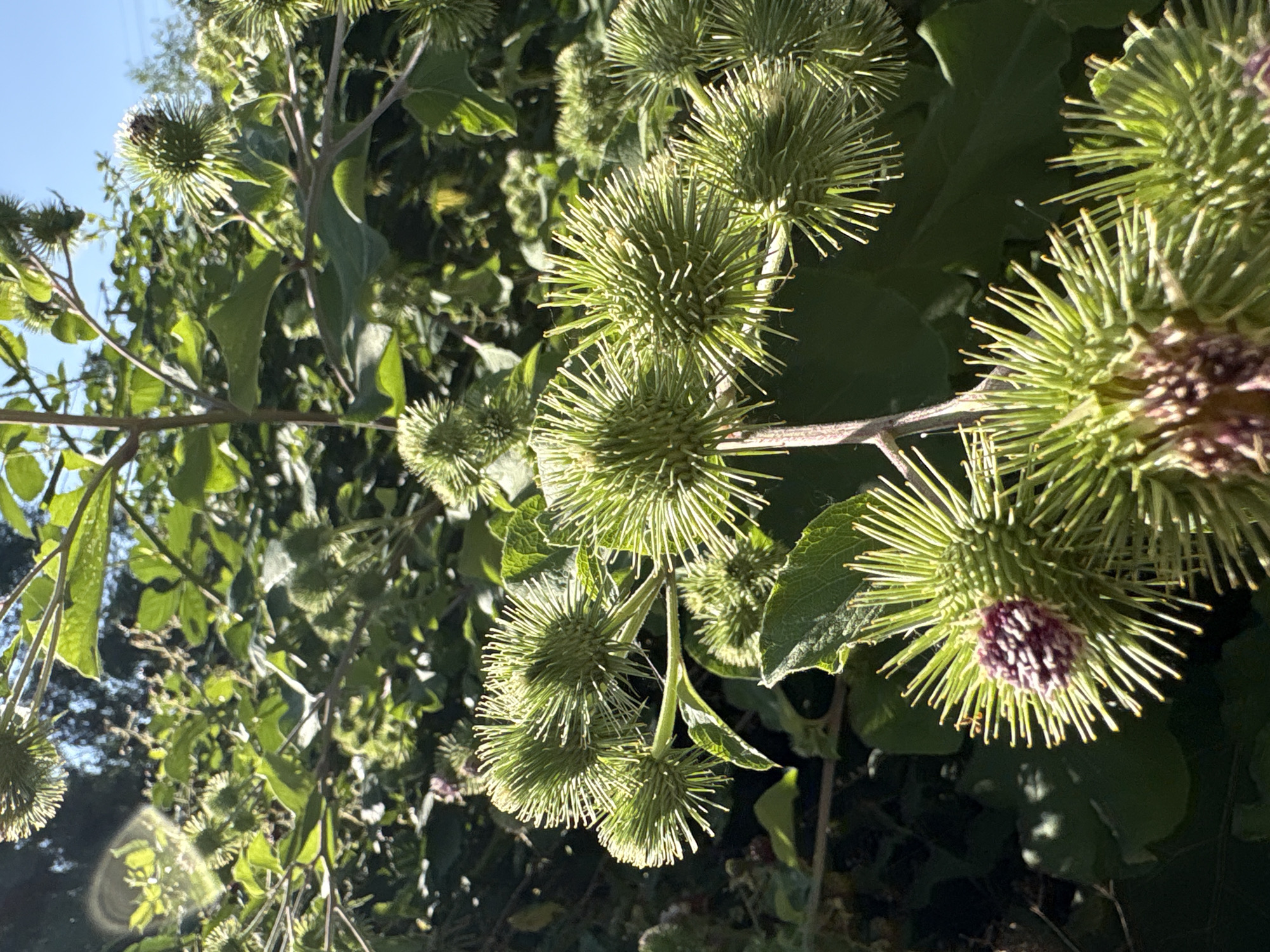 A close-up, sun-drenched photograph captures a thicket of burdock plants, specifically their spiky, green seed heads, in an outdoor, natural setting. The foreground is dominated by several large burdock seed heads, their sharp, needle-like bracts radiating outwards, some tipped with a hint of yellow. One seed head in the lower left exhibits a cluster of unopened purple flower buds at its center. In the midground and background, more seed heads are visible, interspersed with large, green leaves and stems of the same plants. The lighting suggests it is daytime, with sunlight casting shadows and highlighting the textures of the burrs and leaves. The overall impression is one of dense, wild vegetation. This image was taken in Chelmsford, United Kingdom.