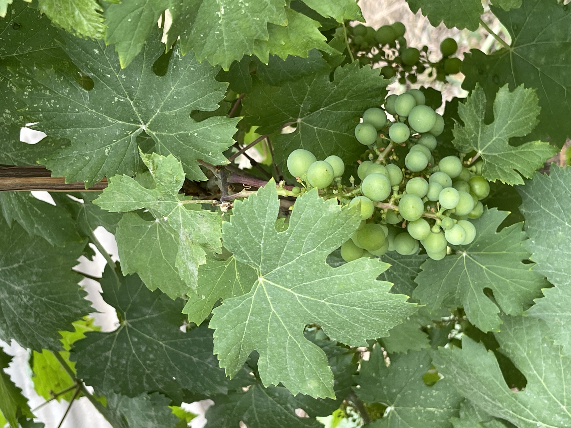 The image shows a close-up of a grapevine with unripe green grapes and large, lobed leaves. Some of the leaves have a dusty or slightly pale appearance, possibly indicating powdery mildew or a similar condition. The grapes are clustered and vary slightly in size, with the largest cluster centrally located. The vine is supported by a thin, vertical wooden stake. The background is blurred, with hints of a lighter surface and other foliage, suggesting an outdoor setting. The specific location in Bishkek City, Kyrgyzstan, cannot be determined from the visual information alone.