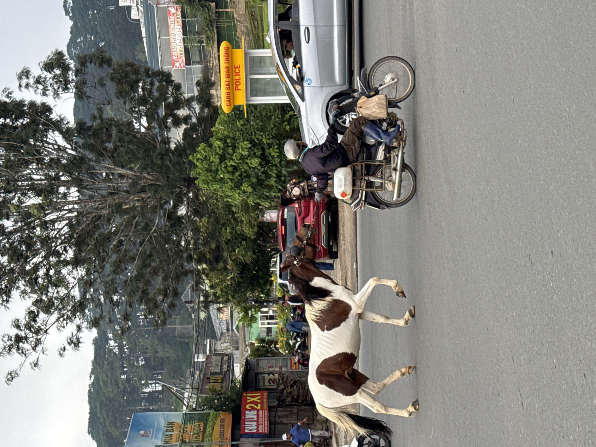 A piebald horse is crossing a road in Da Lat, Vietnam, from left to right. The horse is predominantly white with large brown patches on its body and legs. It has a black mane and tail. The horse is wearing a bridle and is in mid-stride. To the right of the horse, a man wearing a helmet, dark jacket, and blue boots is riding a motorcycle. The motorcycle has a white container strapped to the back and a brown paper bag hanging from the handlebars. A silver car is stopped on the right side of the road, partially behind the motorcycle, with two people visible inside. In the background, there are several buildings and shops, including one with a yellow sign that reads "CẢNH SÁT GIAO THÔNG POLICE". Trees and vegetation are visible on the hills in the distance, suggesting a somewhat hilly terrain. The road surface is asphalt. The sky is overcast.