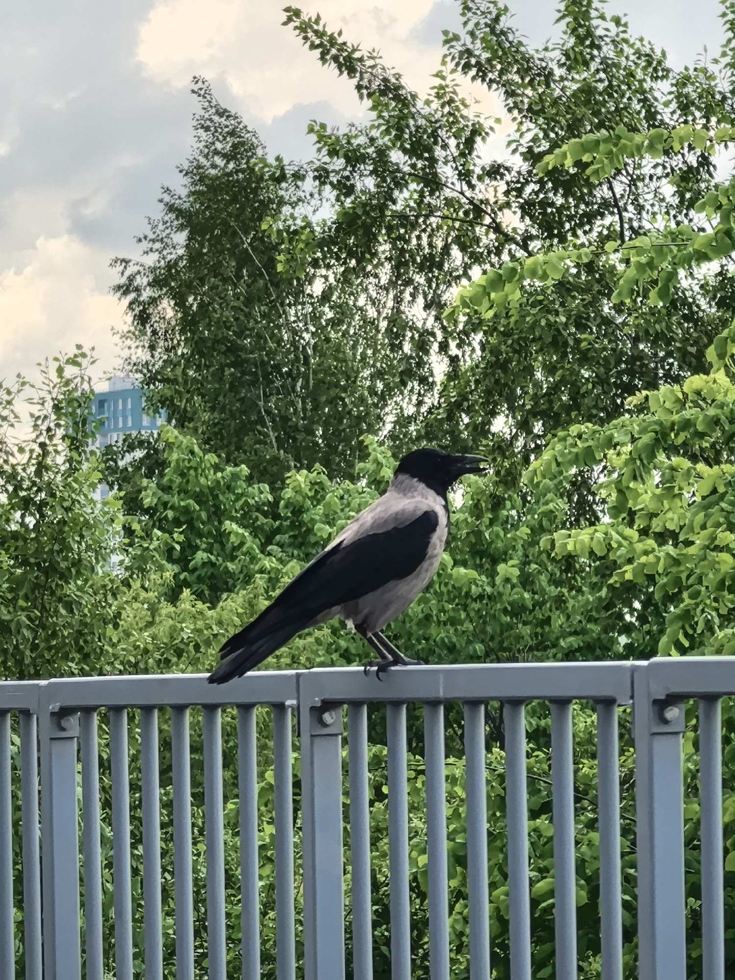 A hooded crow, characterized by its grey body and black head, wings, and tail, is perched prominently on a grey metal railing in the foreground of the image. The crow is facing towards the right side of the frame, with its beak slightly open, suggesting it might be vocalizing or about to do so. Its claws are visible gripping the top bar of the railing.
Behind the railing and the bird, a dense expanse of lush green foliage from numerous trees fills the midground and background. The trees appear to be deciduous, with bright green leaves indicating springtime or early summer. Through a gap in the trees on the left side, a modern-looking building with light blue and white sections is partially visible in the distance, hinting at an urban or suburban environment.
The sky above is mostly overcast with soft, light-grey clouds, suggesting a cloudy day but with visible light. The overall lighting is diffuse. The scene takes place during daytime. There is no visible text in the image. The presence of a hooded crow is consistent with the provided location context of Perm, Russia, where this species is common.