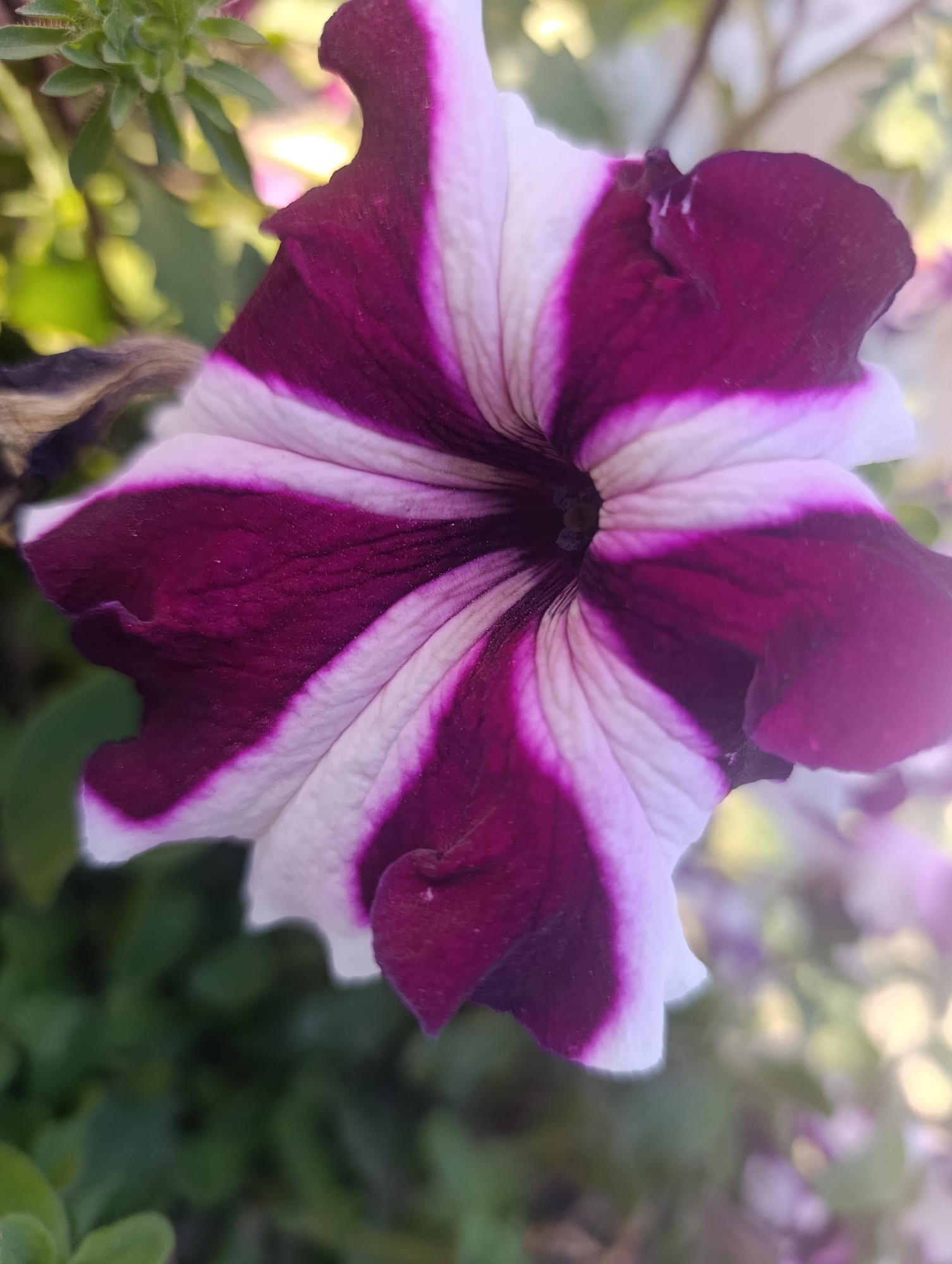 An extreme close-up shot focuses on a vibrant petunia flower with striking bicolor petals. The flower exhibits a radial symmetry with alternating stripes of deep purple and white, fanning out from the center. The texture of the petals is finely detailed, showing subtle veins and a slight ruffle along the edges. The center of the flower, though mostly obscured, reveals a dark opening. The background is softly blurred, with hints of green foliage and out-of-focus lights, suggesting an outdoor environment. The image appears to be a photograph taken in a garden or natural setting. There is no indication of the specific location being Kochkor, Kyrgyzstan.