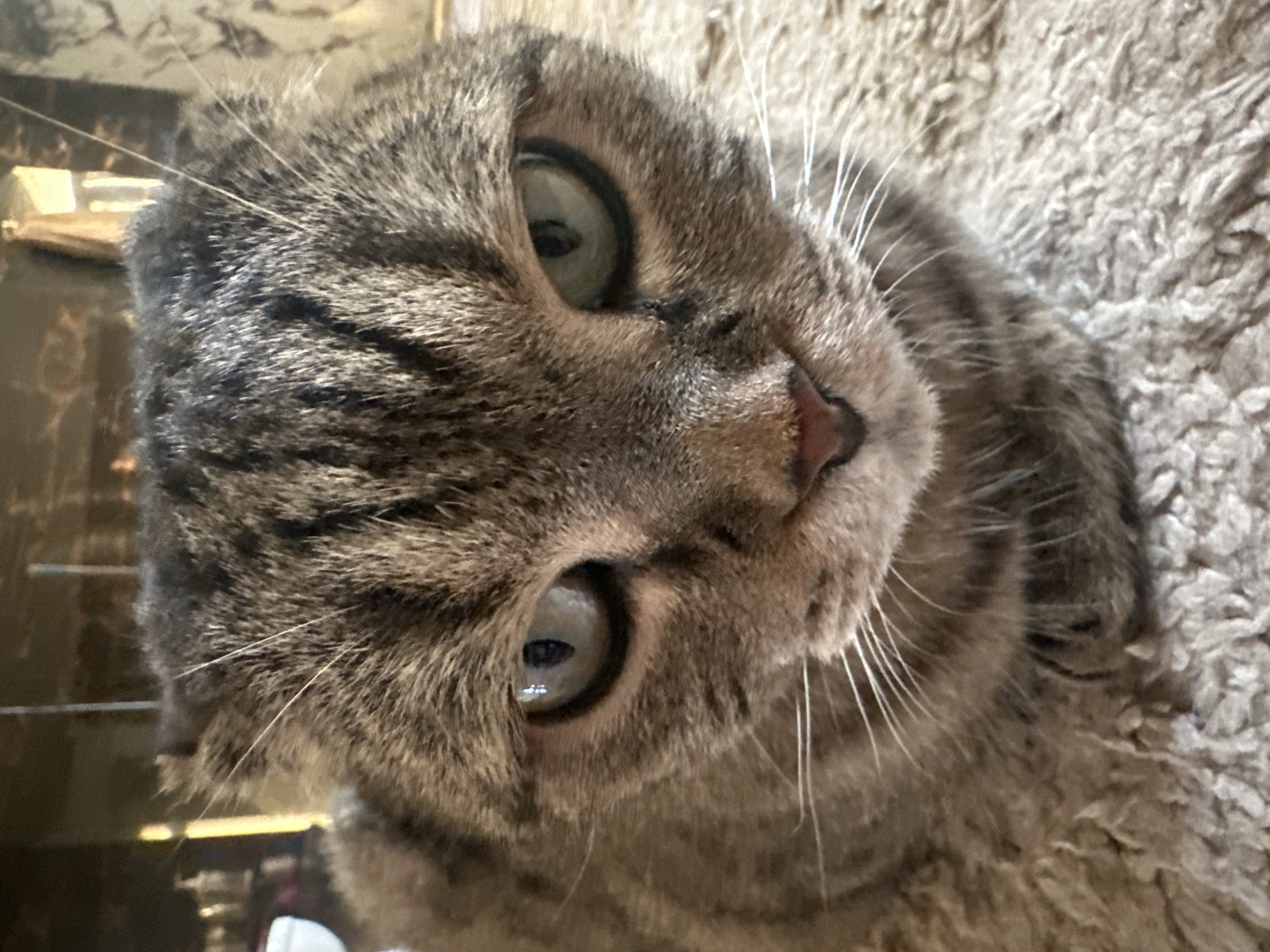 A close-up, head-on shot focuses on the face of a tabby cat. The cat's fur is a mix of brown and black stripes. Its eyes are wide open, with green irises and dark pupils. The cat's nose is pinkish-brown, and white whiskers extend from its cheeks. The background is blurred, showing what appears to be an indoor setting with a light-colored carpet. There are no people present in the image. The image was taken in the city of Virki, Russia.