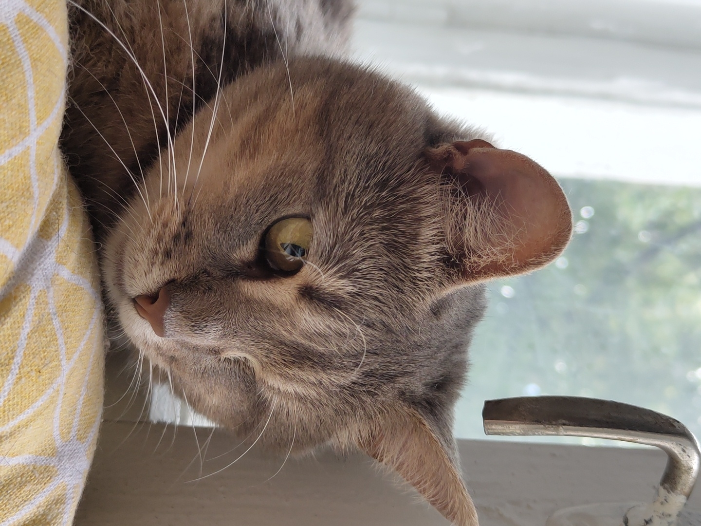 A close-up, eye-level shot shows a tabby cat resting on a yellow and white patterned surface. The cat's head is angled downward, with its right eye partially closed. The cat has grey and brown fur with distinct tabby markings. Long white whiskers extend from its muzzle. The background is blurred, with a window and a metallic handle visible. The lighting suggests an indoor setting, likely near a window. The location is Unknown, Unknown.