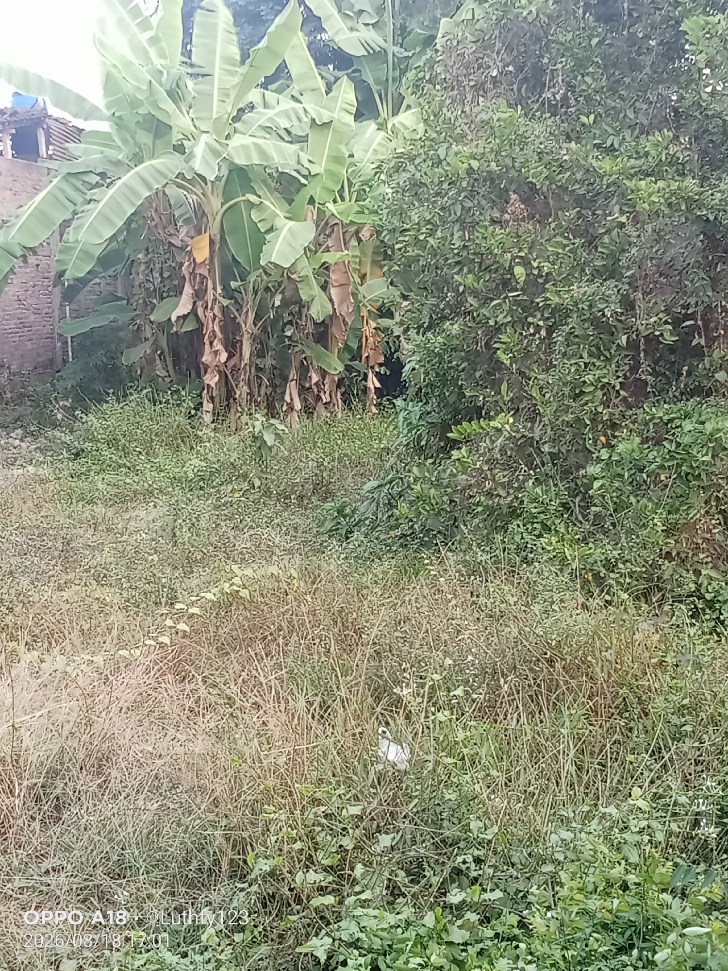 The image shows a natural environment, likely a field or garden, with dense vegetation and some banana trees. There is a structure visible in the background, possibly a house or building, made of brick. A small white object, possibly a bird, is partially visible in the tall grass on the left side of the image. The foreground is filled with dry, tall grass and some green leafy plants. The overall scene appears to be in a rural or semi-rural setting. The image also contains a timestamp at the bottom left corner, indicating "2026/08/18 17:01".