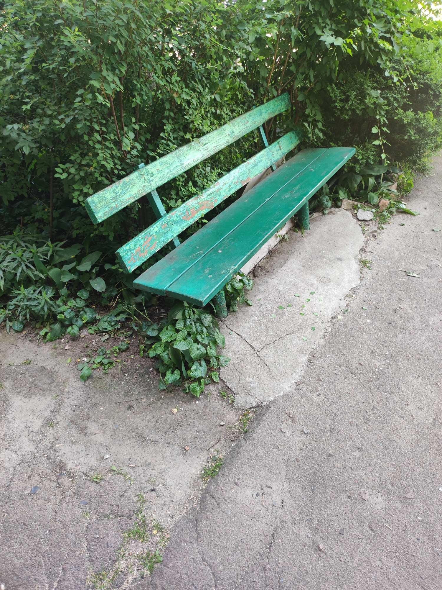 An outdoor, eye-level, full shot captures a weathered, green wooden park bench partially obscured by dense green foliage. The bench is positioned on a cracked, gray concrete surface, with its left side angled towards the viewer and its right side disappearing into the greenery. The bench's paint is chipped, revealing a lighter color underneath. Lush green plants and small weeds grow around the base of the bench and sprout from cracks in the concrete. The background is dominated by a wall of dense, leafy bushes. The scene appears to be in a public space, possibly a park or a residential courtyard, in Pryluky, Ukraine. There are no people or animals visible in the image. The lighting suggests it is daytime, with soft shadows indicating overcast conditions or the bench being in shade.