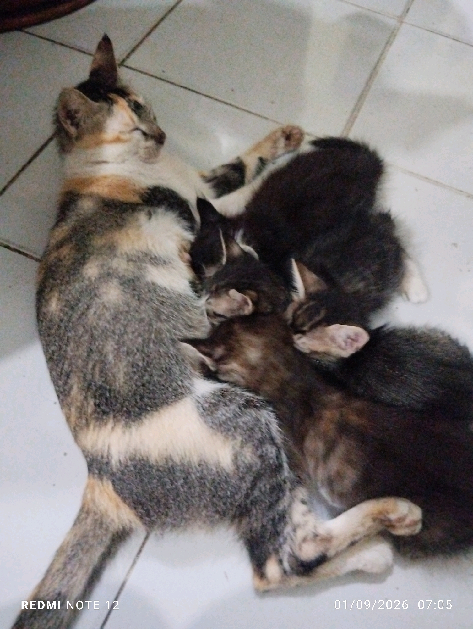 A calico cat is lying on its side on a tiled floor, with three kittens snuggled close to its belly. The kittens are dark-colored and appear to be sleeping or feeding. The mother cat has its eyes closed, resting. The floor is made of light-colored square tiles, with visible grout lines. The lower left corner of the image shows the text "REDMI NOTE 12", and the lower right corner shows the date and time "01/09/2026 07:05". The image appears to have been taken indoors. The location is stated to be in the city of Bekasi, Indonesia.