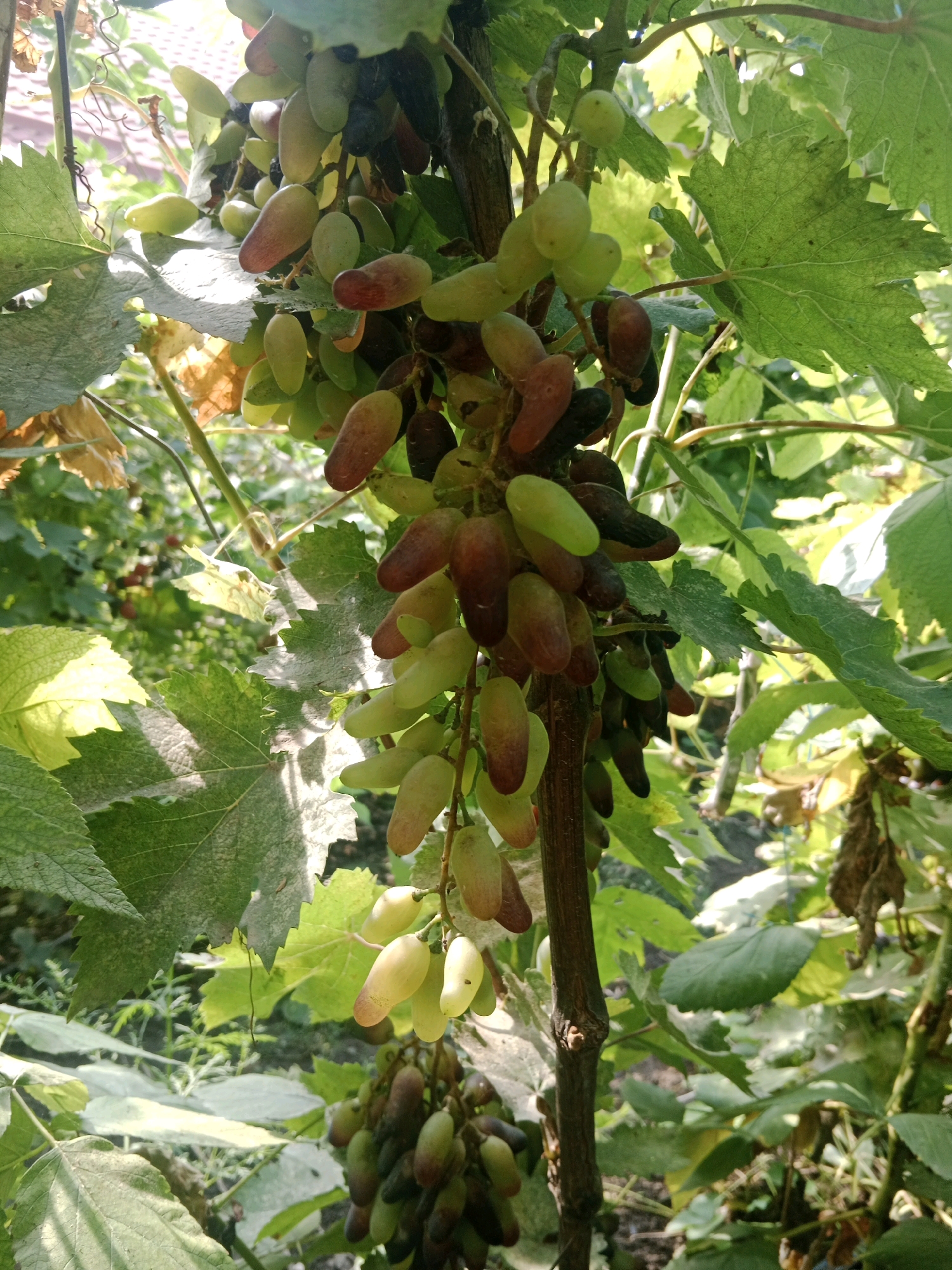 In Mălăieștii Noi, Moldova, a close-up, high-angle shot captures a grape vine laden with ripe clusters of grapes. The grapes vary in color, exhibiting shades of green, red, and deep purple, with some appearing oval and elongated. The vine's woody stem is visible, supporting the heavy bunches. Large, green grape leaves, some with serrated edges, surround the fruit. Sunlight filters through the foliage, creating dappled lighting and highlighting the textures of the leaves and grapes. The background is a blur of green foliage and hints of brown earth, suggesting an outdoor vineyard setting. No people are present in the image.