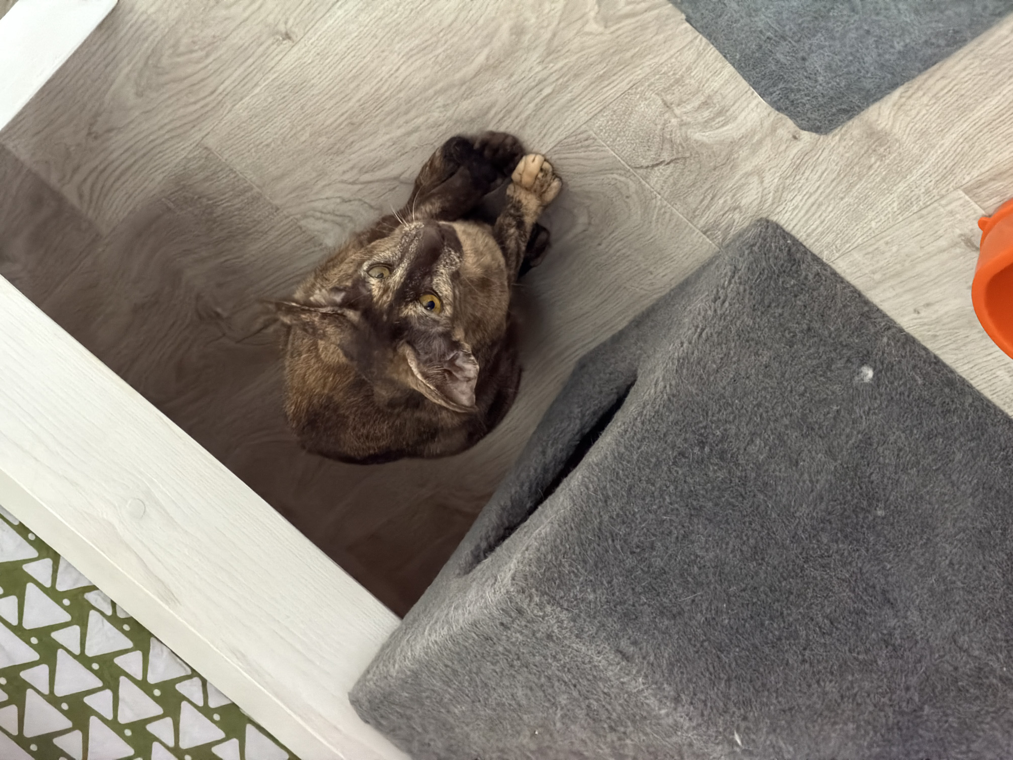 A tortoiseshell cat is curled up on a light wood-look floor next to a grey carpeted cat condo, possibly in Chaikovsky, Russia. The cat has its paws near its face and is looking up. Parts of other objects are visible, including a white object with a patterned bottom and an orange object.