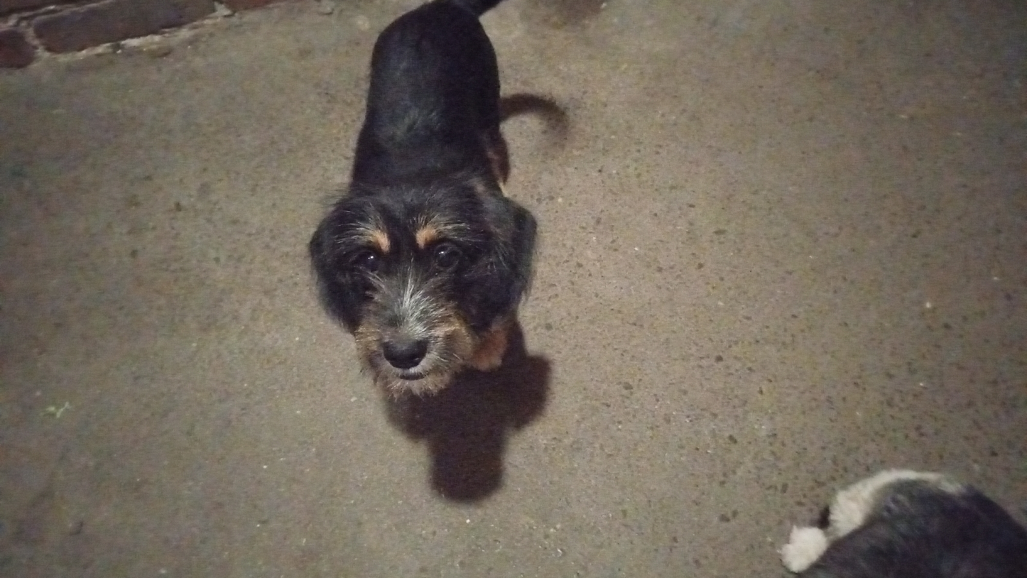 In Rostov-on-Don, Russia, a black and tan wire-haired dachshund puppy with a light-colored muzzle and white whiskers stands on a concrete surface. The puppy is looking directly at the camera, with its head tilted slightly. Its ears are floppy, and its tail is curled. The puppy is casting a shadow on the ground. In the lower right corner of the frame, another dog, partially visible, appears to be lying down. The background consists of a brick wall on the left side of the image and the continuation of the concrete ground. The lighting suggests that the photograph was taken at night or in a dimly lit environment.