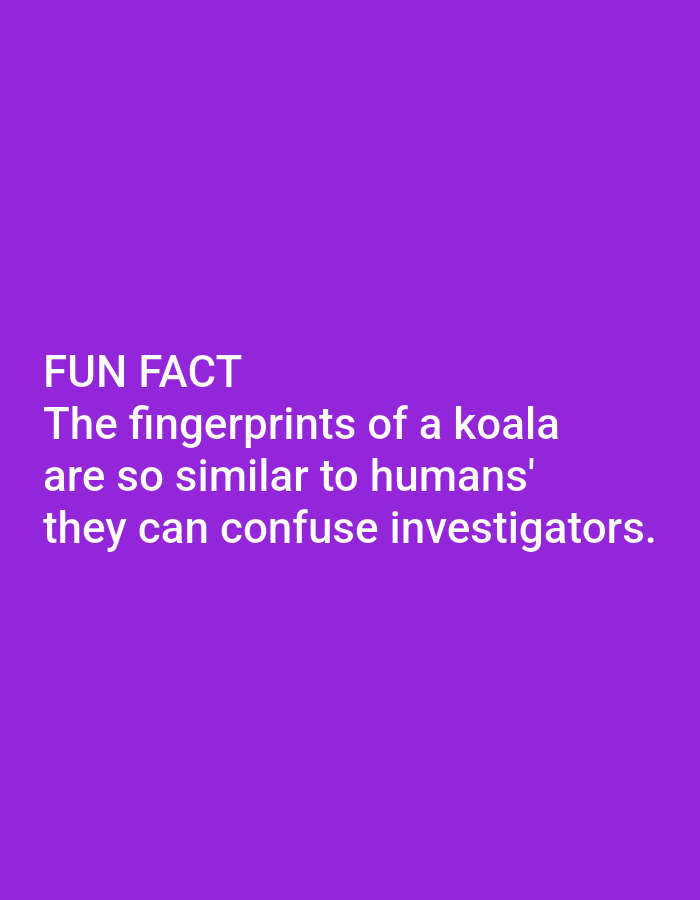 A purple background features white text that reads "FUN FACT. The fingerprints of a koala are so similar to humans' they can confuse investigators." There are no people, objects, or specific locations present in the image, nor is there any information that would allow for the identification of Lagos, Nigeria.