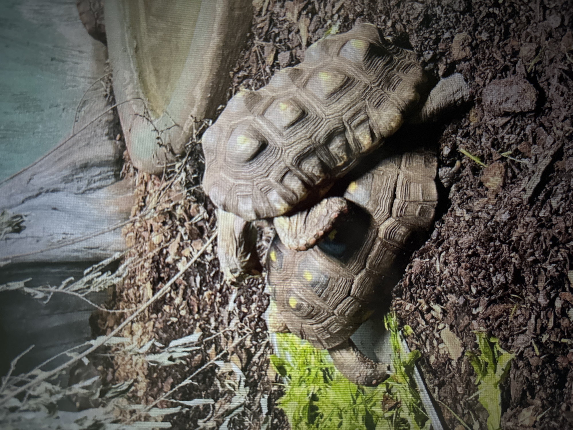 Two tortoises are interacting in an enclosure. One tortoise is positioned on top of the other, with its shell resting on the back of the lower tortoise. Both tortoises have brown, segmented shells with yellow markings. They are on a substrate of dark brown soil, mulch, and dried leaves, with some green vegetation in the lower left corner. In the background, there is a large, curved, concrete structure, possibly a pool or a wall, with some dried branches and vegetation around it. The lighting appears to be artificial, casting shadows on the ground. The scene is indoors, and there is no indication of the city of Novosibirsk, Russia.