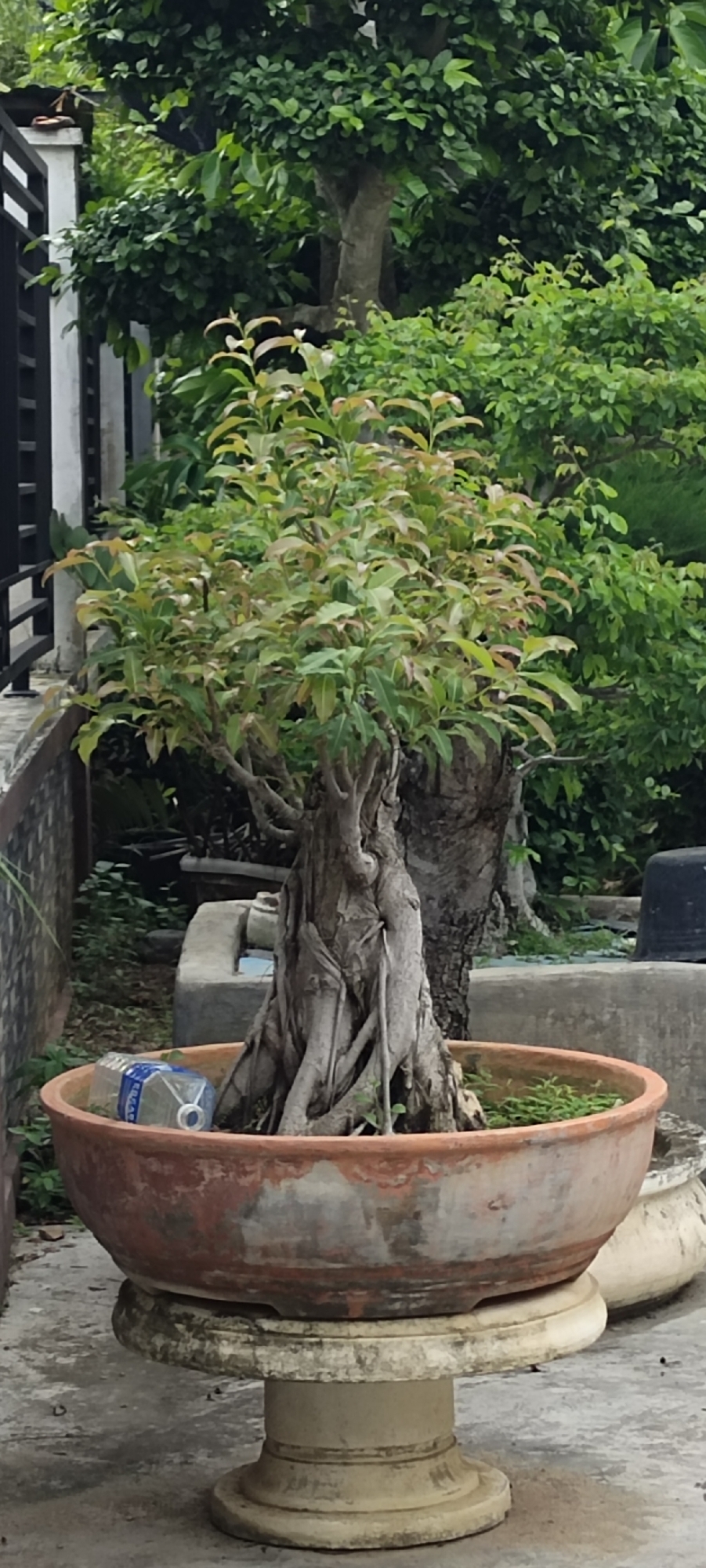 The image shows a close-up of a bonsai tree in a terracotta pot, placed on a weathered stone pedestal. The bonsai tree has a thick, gnarled trunk with exposed roots and a dense canopy of green leaves, some of which have reddish-brown tips. A partially empty plastic water bottle is visible inside the pot near the base of the tree. The background consists of lush green foliage and a grey concrete wall with black fencing to the left. The scene appears to be outdoors, possibly in a garden or courtyard. Based on the visual cues such as the foliage and general environment, this scene could be located in Lhokseumawe, Indonesia. There are no people present in the image.