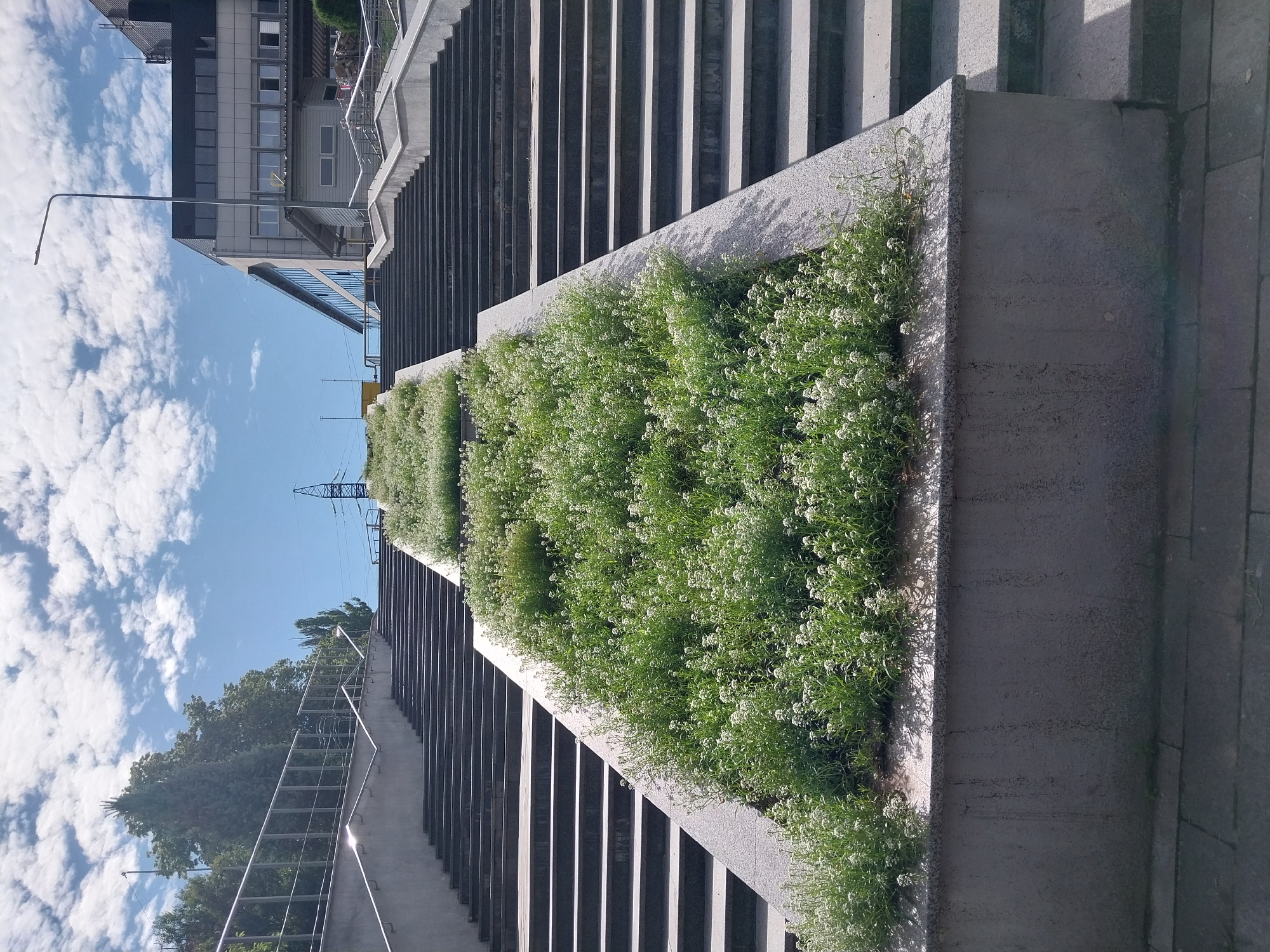The image depicts a wide, outdoor concrete staircase in Dnipro, Ukraine. The staircase is flanked on both sides by steps and features a central raised planter bed filled with dense, low-lying green foliage dotted with small white flowers. The planter bed is bordered by a concrete structure. In the background, trees and buildings are visible under a bright blue sky with scattered white clouds. A street lamp stands to the right of the staircase. The perspective is from a lower vantage point, looking up the stairs.