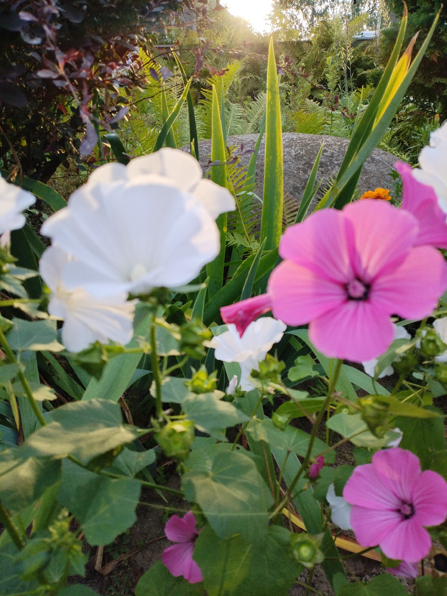 A close-up shot captures several flowers in a garden setting. In the foreground, a bright pink mallow flower with five petals and a dark center is prominent. To its left, a large white mallow flower, also with five petals, is slightly out of focus. Behind these, a smaller white flower and another pink flower can be seen. The background consists of green foliage, including large leaves and thin, blade-like plants, as well as a large grey stone. The lighting suggests it is late afternoon or early evening, with sunlight filtering through the leaves and creating a warm glow on some of the plants. The image appears to have been taken in a residential garden, possibly in Bialynichy, Belarus, given the presence of native or commonly cultivated garden plants. No people or animals are visible in the frame.
