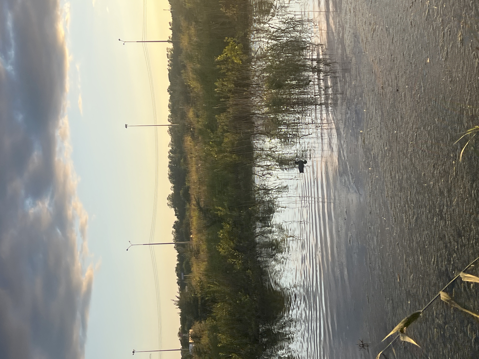 The image depicts a serene natural scene at dusk in a city park. The sky is a canvas of soft twilight hues, with streaks of grey and pink clouds against a pale blue expanse. Tall lampposts stand sentinel along the horizon, interspersed with the silhouettes of trees. The foreground is dominated by a calm body of water, its surface rippled by a gentle breeze, reflecting the muted colors of the sky and the surrounding reeds. A solitary duck swims peacefully in the water, adding a touch of life to the tranquil setting. The overall impression is one of quiet beauty and natural harmony, with a hint of urban presence from the lampposts.