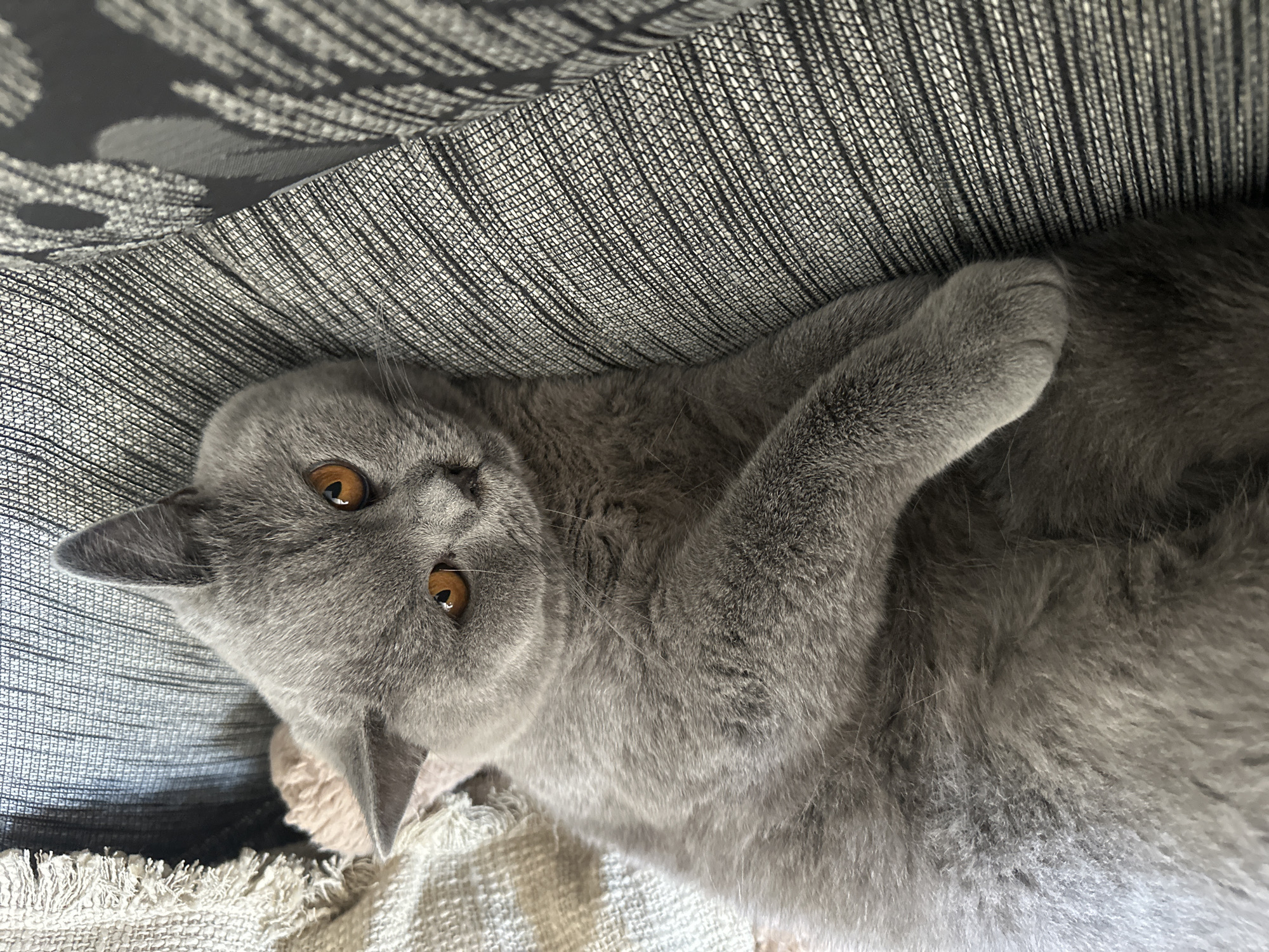 A gray cat with copper eyes is lying on a couch. The cat is facing the camera, with its head tilted slightly to the side. The couch is upholstered in a textured gray fabric with a striped pattern. There is a light-colored blanket with a fringed edge visible behind the cat. The cat's paws are crossed. The background is out of focus.