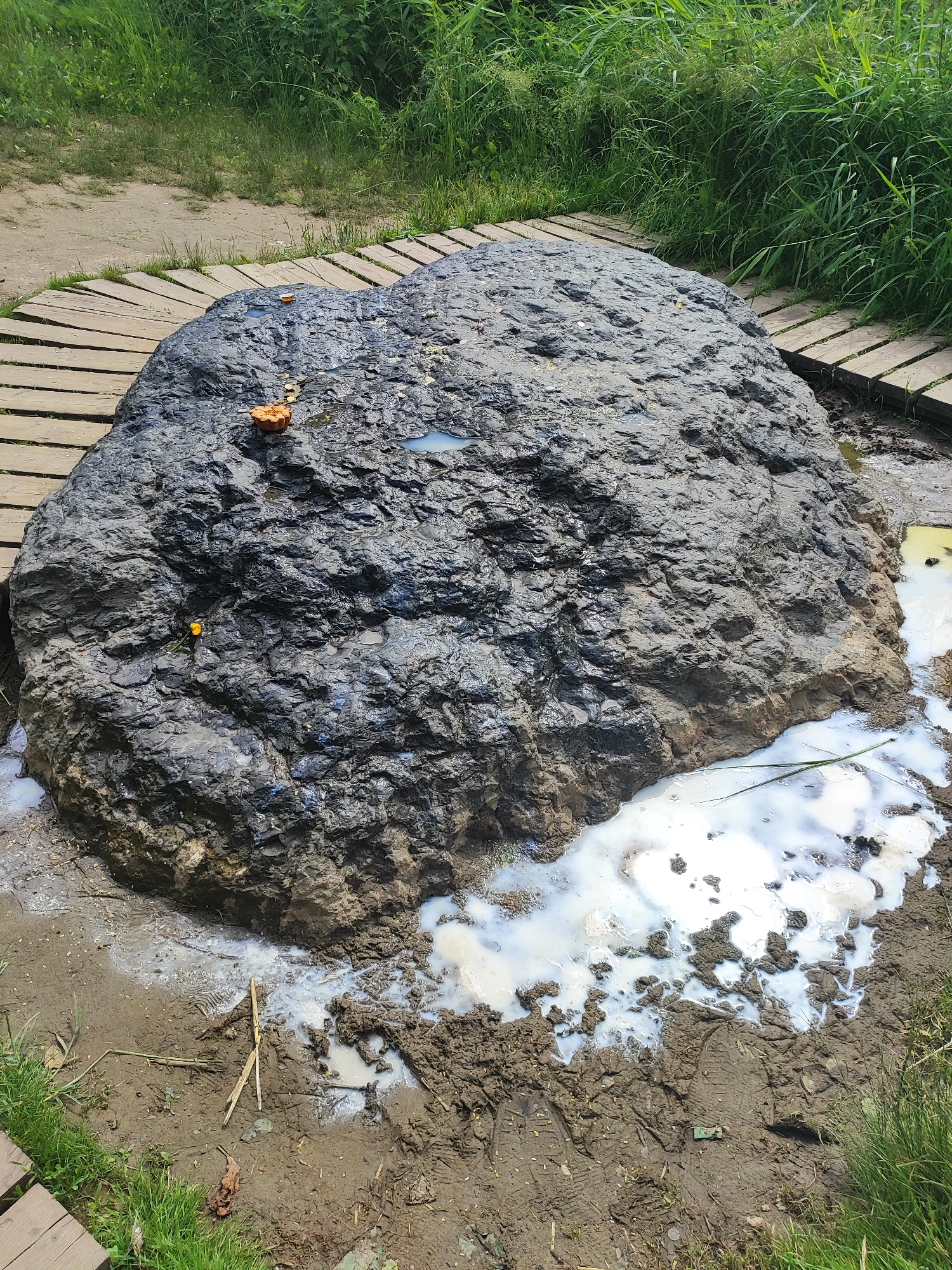 The image shows a large, dark-colored boulder situated on a muddy area with some wooden boardwalks. On top of the boulder, there are a few small pieces of food, possibly snacks. A small yellow flower is also visible on the boulder. White, frothy liquid is spreading from the base of the boulder into the surrounding mud and puddles. The environment is overgrown with green grass and tall reeds. The scene appears to be outdoors in a natural setting.